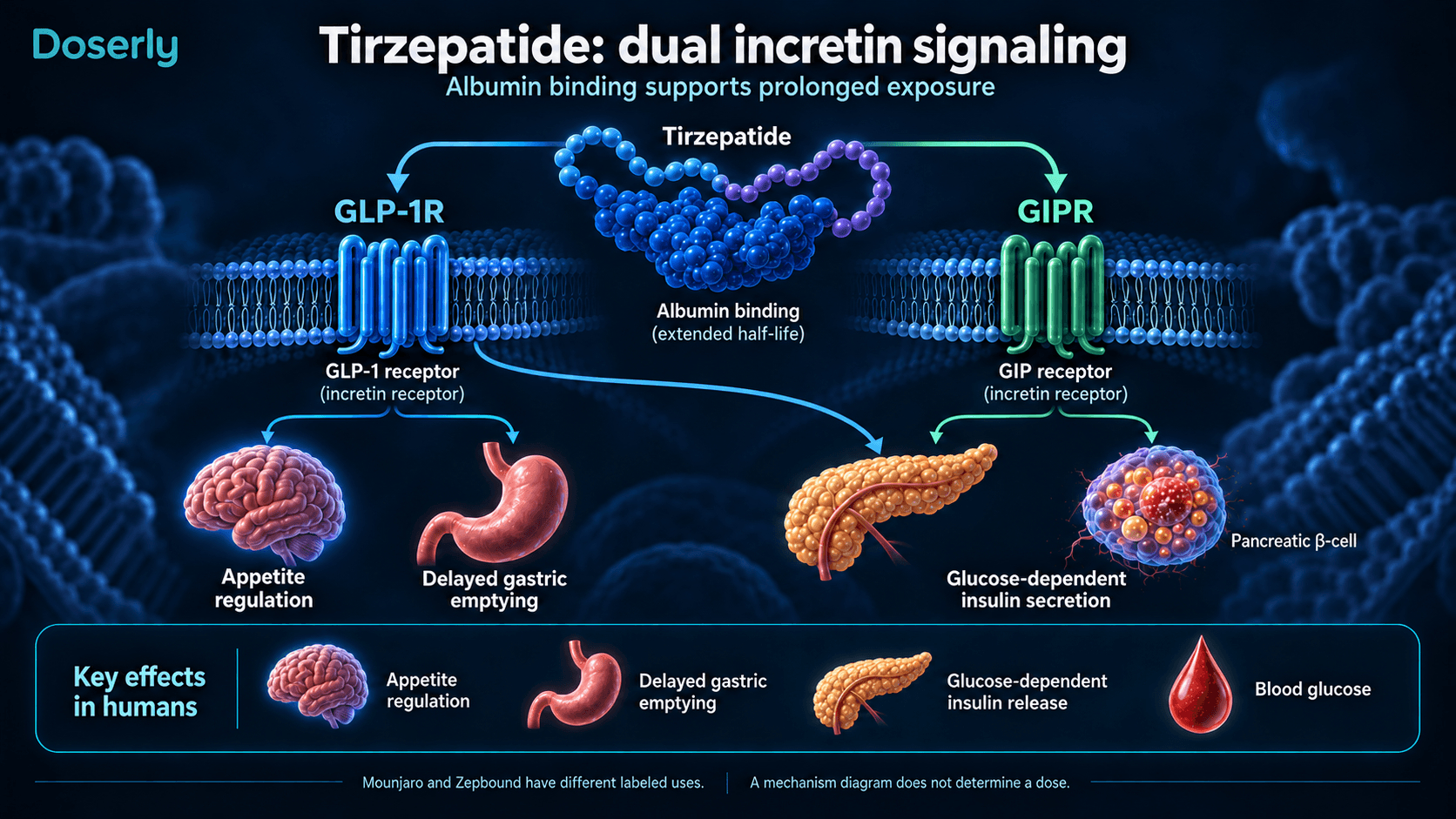 Double signalisation des récepteurs du GLP-1 et du GIP par le tirzépatide, liaison à l’albumine et sécrétion d’insuline dépendante du glucose.