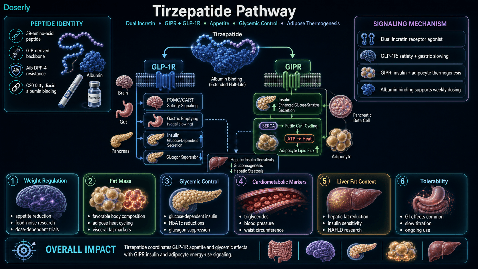 Tirzepatide pathway infographic showing 39-amino-acid GIP-derived dual incretin peptide identity, Aib DPP-4 resistance, C20 fatty diacid albumin binding, GLP-1R and GIPR receptor activation, hypothalamic POMC CART satiety signaling, delayed gastric emptying, glucose-dependent insulin secretion, glucagon suppression, GIPR adipocyte SERCA-mediated futile calcium cycling, ATP to heat thermogenesis, adipocyte lipid flux, hepatic insulin sensitivity, hepatic fat research context, weight regulation, body composition, glycemic control, cardiometabolic markers, and GI tolerability context without glucagon receptor activation.
