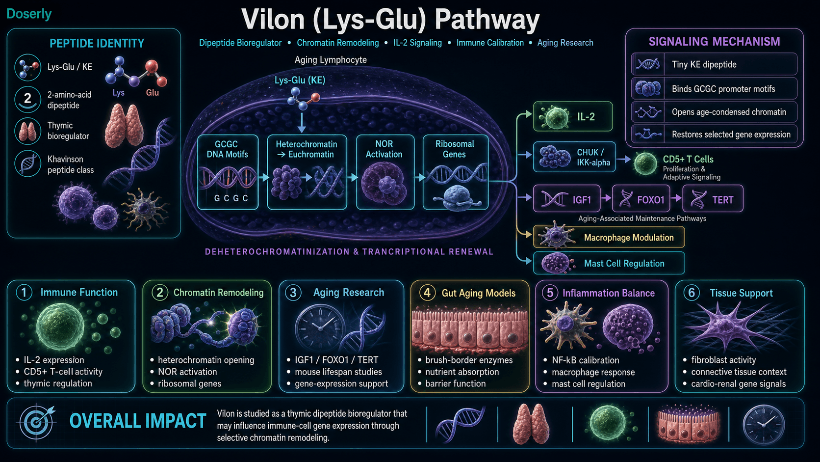 Vilon Lys-Glu KE pathway infographic showing two-amino-acid thymic dipeptide bioregulator identity, Khavinson peptide class context, cellular entry into an aging lymphocyte nucleus, GCGC DNA promoter motif binding, heterochromatin opening to euchromatin, nucleolar organizer region activation, ribosomal gene expression, renewed protein synthesis capacity, IL-2 upregulation, CD5 positive T-cell proliferation, CHUK IKK-alpha and NF-kappaB pathway calibration, IGF1 FOXO1 and TERT aging-associated gene regulation, macrophage modulation, mast cell regulation, gut aging model signals, connective tissue context, and immune-cell gene expression research.