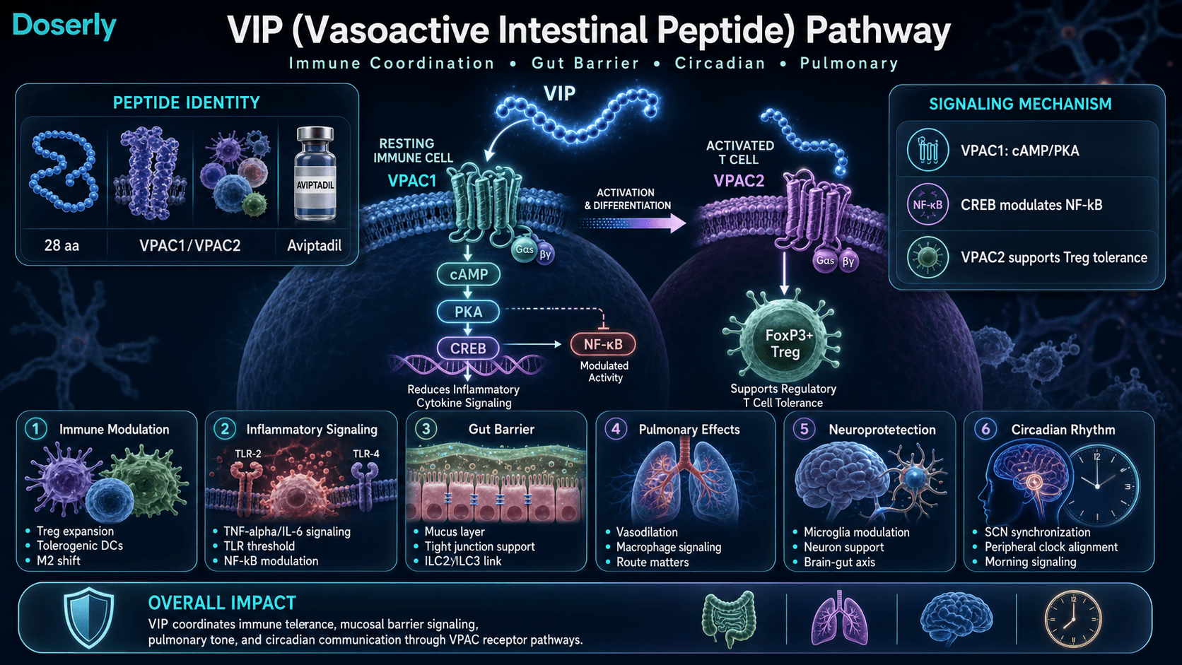 VIP Vasoactive Intestinal Peptide pathway infographic showing VPAC1 and VPAC2 receptor switching, cAMP PKA CREB signaling, NF-kB modulation, regulatory T-cell tolerance, gut barrier support, pulmonary effects, neuroprotection, and circadian rhythm signaling.