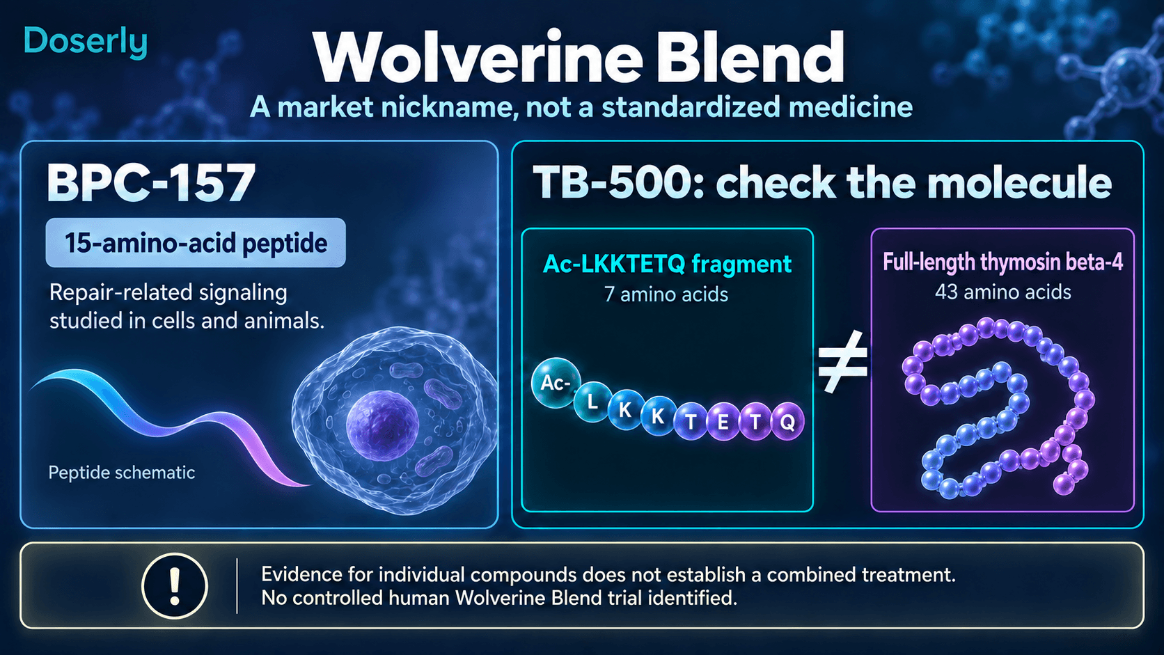 Identité des composants du Wolverine Blend : BPC-157 et distinction entre le fragment TB-500 et la thymosine bêta-4 complète.