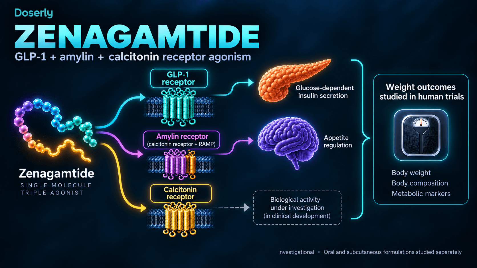 Zenagamtide activity at GLP-1, amylin and calcitonin receptors, with clinical findings separated from mechanism hypotheses.