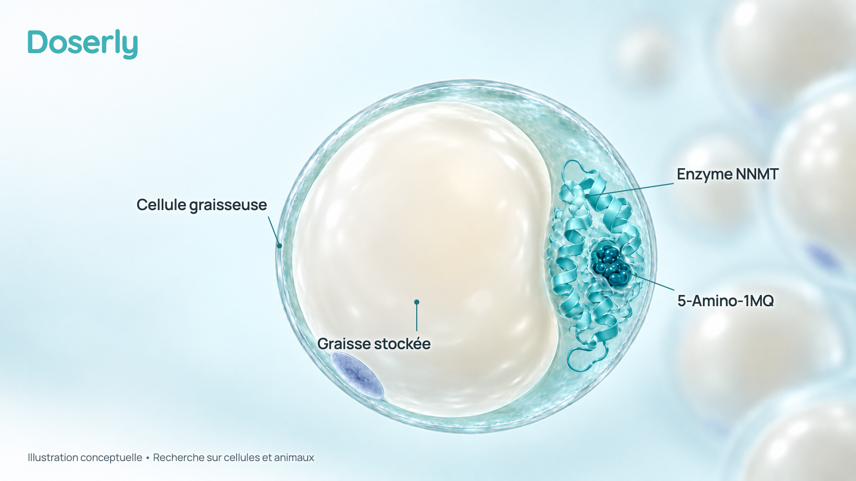 Illustration conceptuelle d’une partie d’une cellule graisseuse avec sa grosse goutte de graisse stockée et, en gros plan, une enzyme NNMT bloquée par une petite molécule de 5-Amino-1MQ qui y est fixée. Les tailles ne sont pas à l’échelle. Elle représente la recherche en laboratoire et chez la souris, pas un effet mesuré chez l’humain.