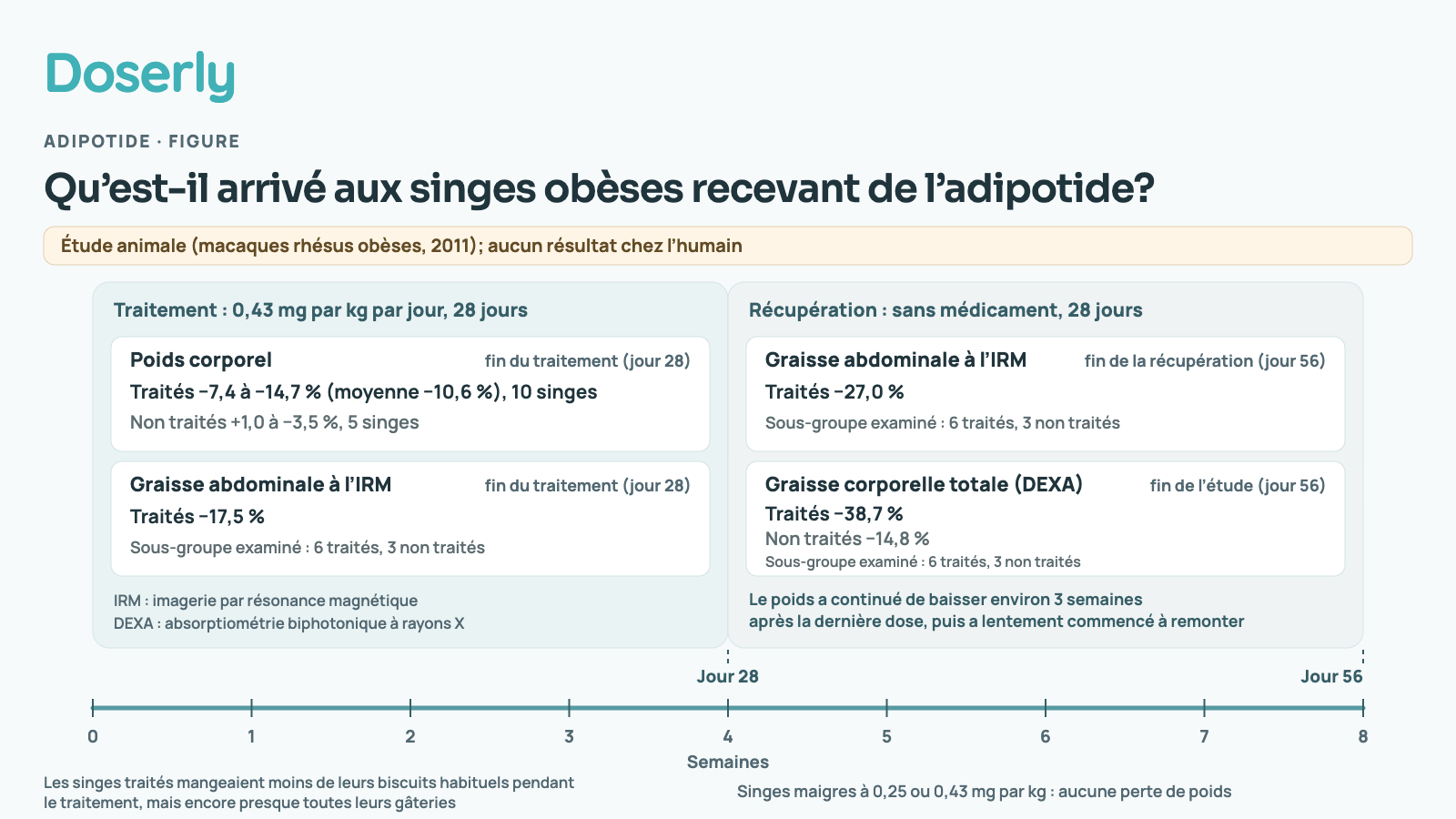 Chronologie d’une étude chez le singe : 28 jours d’adipotide à 0,43 mg par kg chaque jour, puis 28 jours sans traitement. Au jour 28, les singes traités avaient perdu de 7,4 à 14,7 % de leur poids (moyenne de 10,6 %), tandis que le poids des singes non traités variait de +1,0 à −3,5 %. La graisse abdominale mesurée par imagerie par résonance magnétique (IRM) avait diminué de 17,5 % au jour 28 et de 27,0 % au jour 56; chaque résultat d’IRM portait sur un sous-groupe de 6 singes traités et 3 non traités. La graisse corporelle totale mesurée par absorptiométrie biphotonique à rayons X (DEXA) avait diminué de 38,7 % chez les singes traités contre 14,8 % chez les singes non traités au jour 56, dans le même sous-groupe. Le poids a continué de baisser pendant environ trois semaines après l’arrêt des doses, puis a commencé à remonter. Les singes traités mangeaient moins de leurs biscuits habituels, mais consommaient encore presque toutes leurs gâteries. Les singes maigres recevant 0,25 ou 0,43 mg par kg n’ont pas perdu de poids.