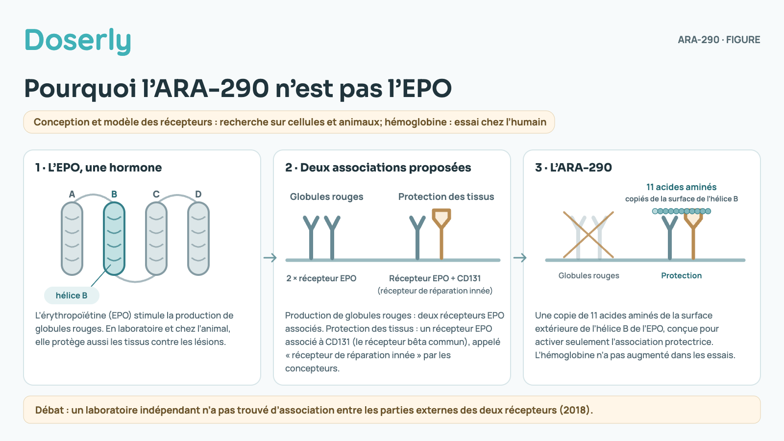 Schéma en trois étapes. L’EPO stimule la production de globules rouges et, en laboratoire, protège les tissus. Deux associations de récepteurs sont proposées : deux récepteurs EPO pour la production de globules rouges, ou un récepteur EPO associé à CD131 pour la protection des tissus. L’ARA-290 reproduit une petite surface de l’EPO et a été conçu pour activer seulement l’association protectrice; l’association des récepteurs demeure débattue.