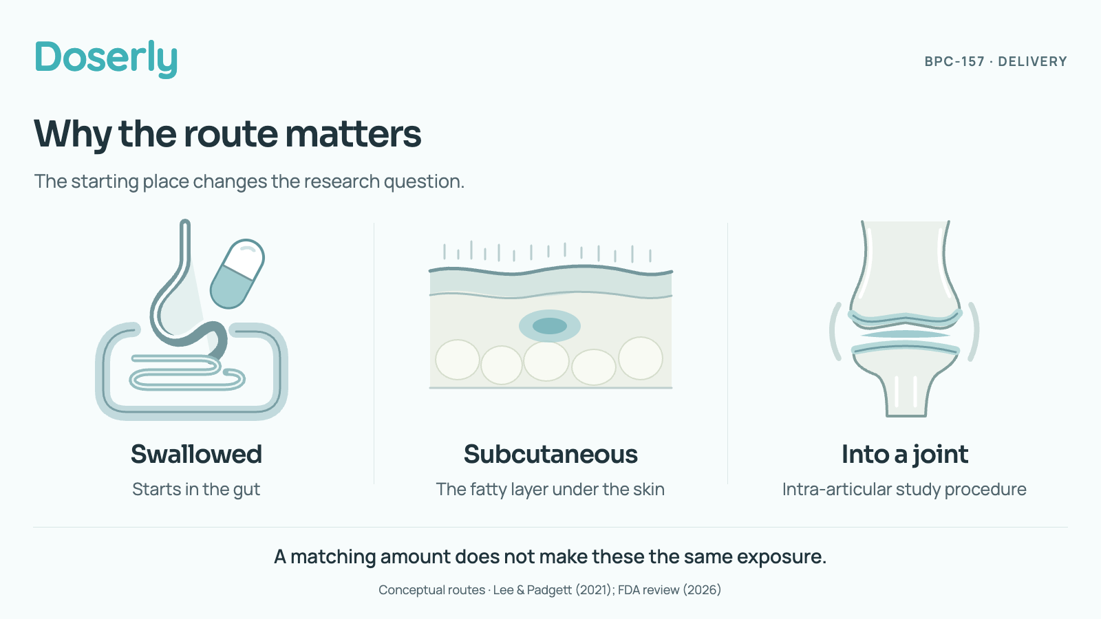 Trois schémas distincts montrent une substance avalée dans l’intestin, une substance injectée par voie sous-cutanée (sous la peau) et l’espace à l’intérieur d’une articulation. Ils comparent les points de départ sans estimer de quantités absorbées équivalentes.