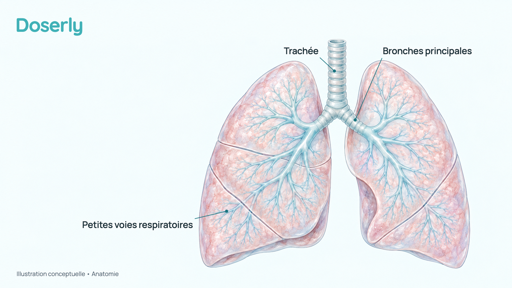 Illustration conceptuelle à l’aquarelle des poumons vus de face : la trachée se divise en deux voies respiratoires principales (les bronches), qui se ramifient en voies de plus en plus petites dans chaque poumon. Elle montre seulement l’anatomie, pas un effet du Bronchogen.