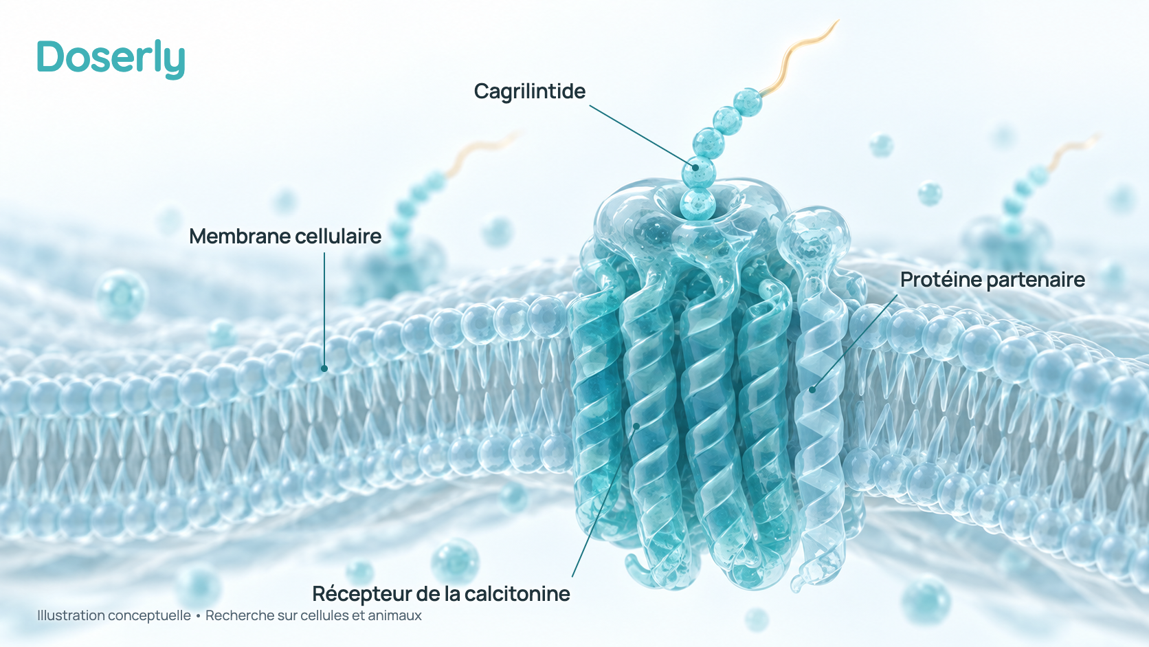 Illustration conceptuelle d’une membrane cellulaire portant des protéines réceptrices, chacune formée d’un récepteur plus gros associé à une mince protéine partenaire, et de chaînes de cagrilintide à queue d’acide gras qui s’y arriment. Elle représente la recherche sur cellules, pas une structure moléculaire mesurée ni un effet démontré chez l’humain.