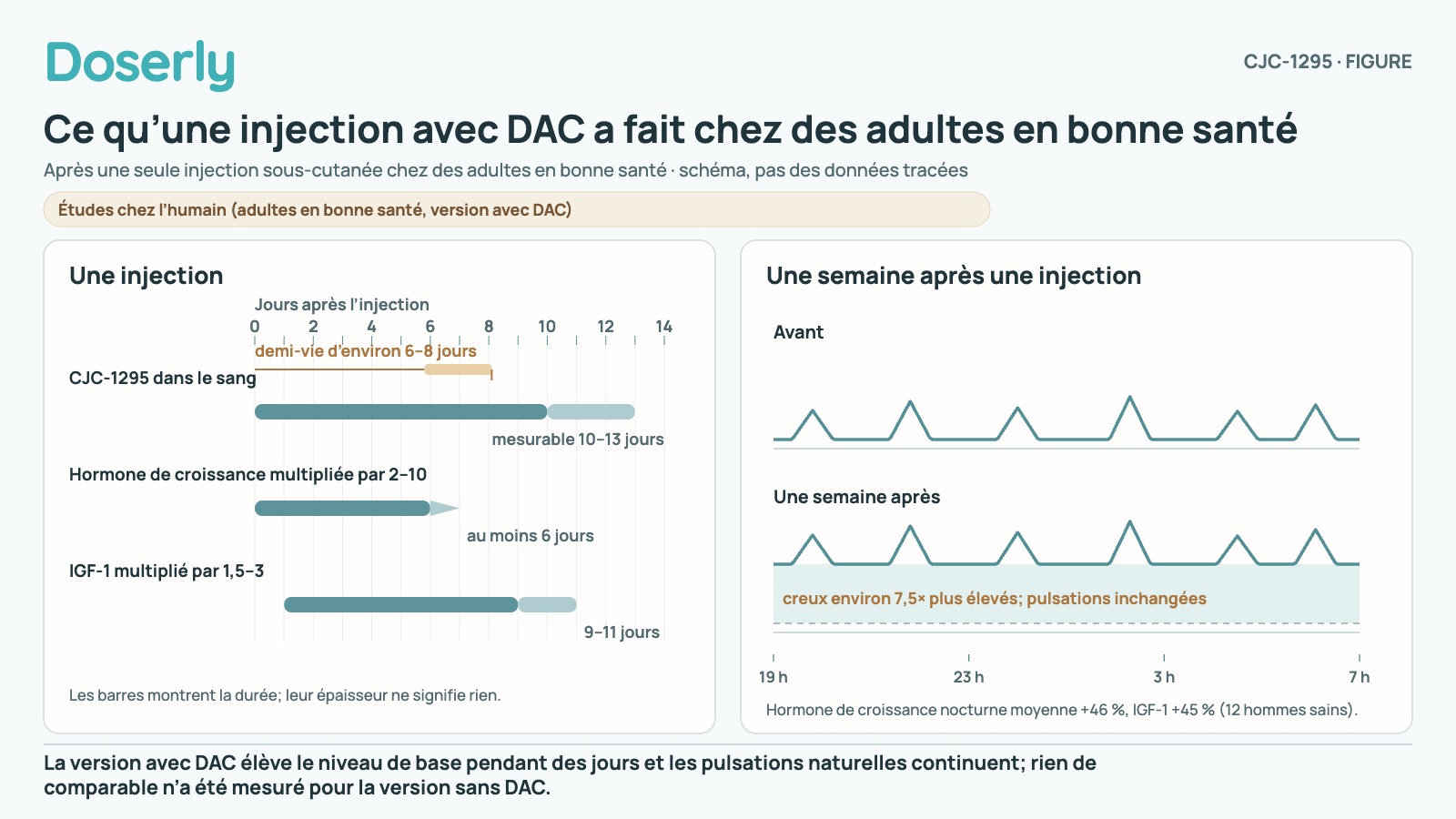 Schéma d’une injection de CJC-1295 avec DAC chez des adultes en bonne santé : le médicament avait une demi-vie d’environ 6 à 8 jours et est resté mesurable pendant 10 à 13 jours, l’hormone de croissance est restée multipliée par 2 à 10 pendant au moins 6 jours et l’IGF-1 par 1,5 à 3 pendant 9 à 11 jours. Des tracés nocturnes avant et une semaine après montrent les mêmes pulsations d’hormone de croissance sur un niveau de base environ 7,5 fois plus élevé.