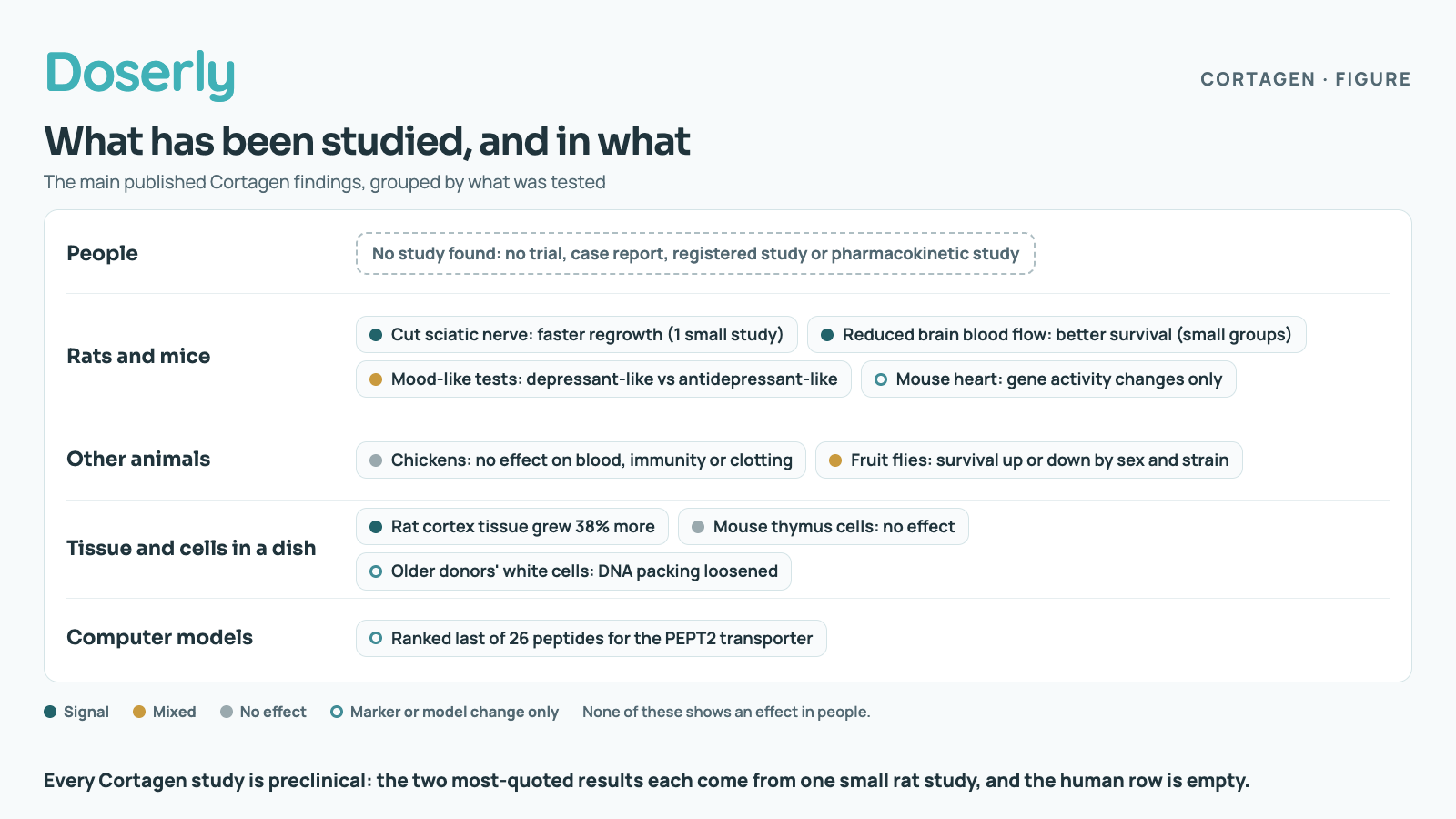 An evidence grid of the main published Cortagen findings by type of study. People: no study found, no trial, case report, registered study or pharmacokinetic study. Rats and mice: Cut sciatic nerve: faster regrowth (1 small study) (signal); Reduced brain blood flow: better survival (small groups) (signal); Mood-like tests: depressant-like vs antidepressant-like (mixed); Mouse heart: gene activity changes only (marker or model change only). Other animals: Chickens: no effect on blood, immunity or clotting (no effect); Fruit flies: survival up or down by sex and strain (mixed). Tissue and cells in a dish: Rat cortex tissue grew 38% more (signal); Mouse thymus cells: no effect (no effect); Older donors' white cells: DNA packing loosened (marker or model change only). Computer models: Ranked last of 26 peptides for the PEPT2 transporter (marker or model change only). Legend: signal means a reported difference in that model, mixed means results point different ways, no effect means tested and nothing found, and marker or model change only means a chemical or computer result without any function measured. None of these shows an effect in people.