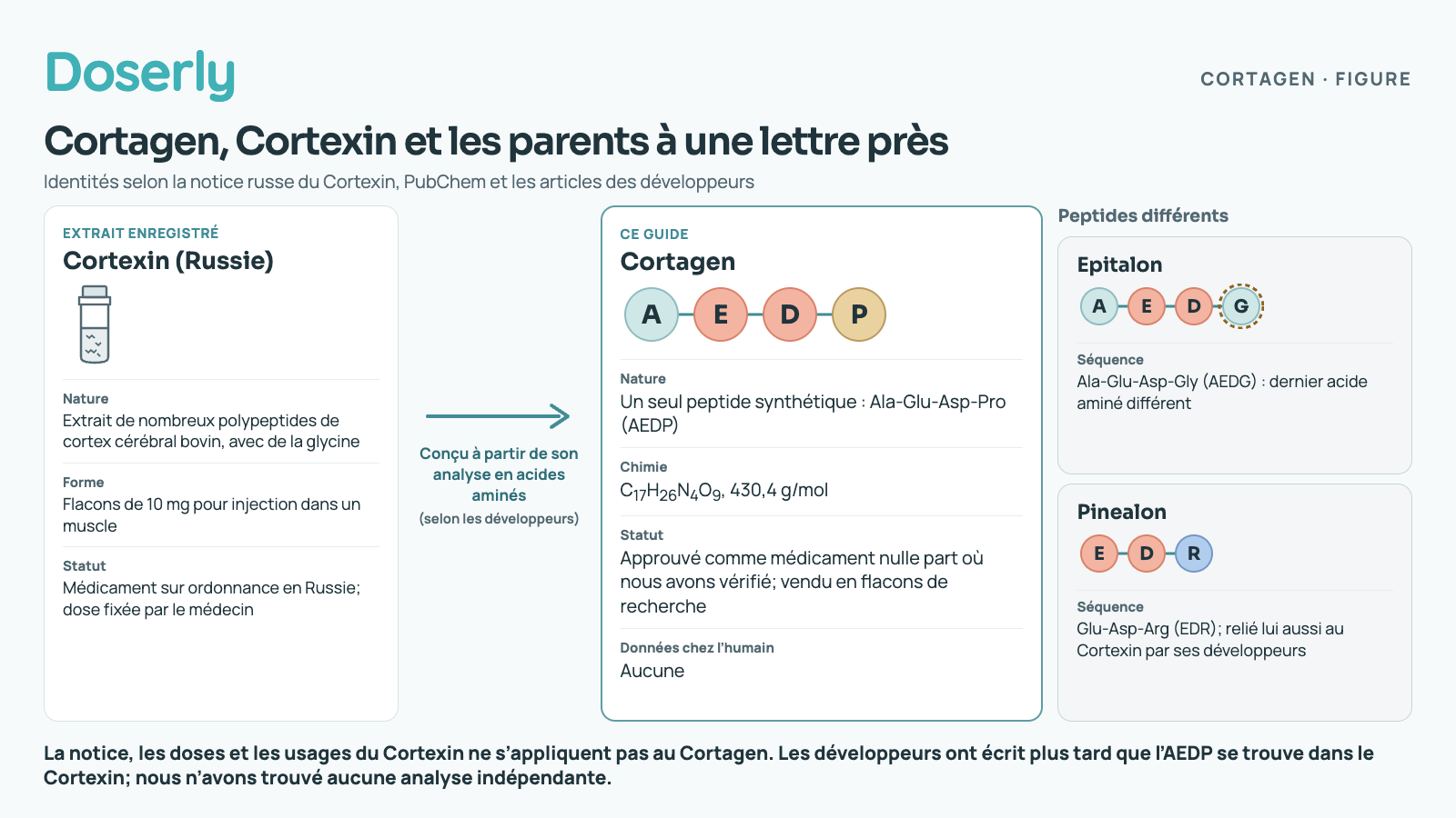 À gauche : le Cortexin, un médicament russe enregistré, est un extrait de nombreux polypeptides de cortex cérébral bovin avec de la glycine, vendu en flacons de 10 mg pour injection dans un muscle; c’est un médicament sur ordonnance en Russie, dont la dose est fixée par le médecin. Une flèche marquée « conçu à partir de son analyse en acides aminés (selon les développeurs) » pointe vers la carte du centre : le Cortagen, un seul peptide synthétique, Ala-Glu-Asp-Pro (AEDP), représenté par quatre perles, formule C17H26N4O9, 430,4 g/mol, approuvé comme médicament nulle part où nous avons vérifié et vendu en flacons de recherche, sans aucune donnée chez l’humain. À droite, regroupés comme peptides différents : l’Epitalon, Ala-Glu-Asp-Gly (AEDG), dont le dernier acide aminé diffère et est encerclé; et le Pinealon, Glu-Asp-Arg (EDR), relié lui aussi au Cortexin par ses développeurs. Bas de la figure : la notice, les doses et les usages du Cortexin ne s’appliquent pas au Cortagen; les développeurs ont écrit plus tard que l’AEDP se trouve dans le Cortexin, mais nous n’avons trouvé aucune analyse indépendante.