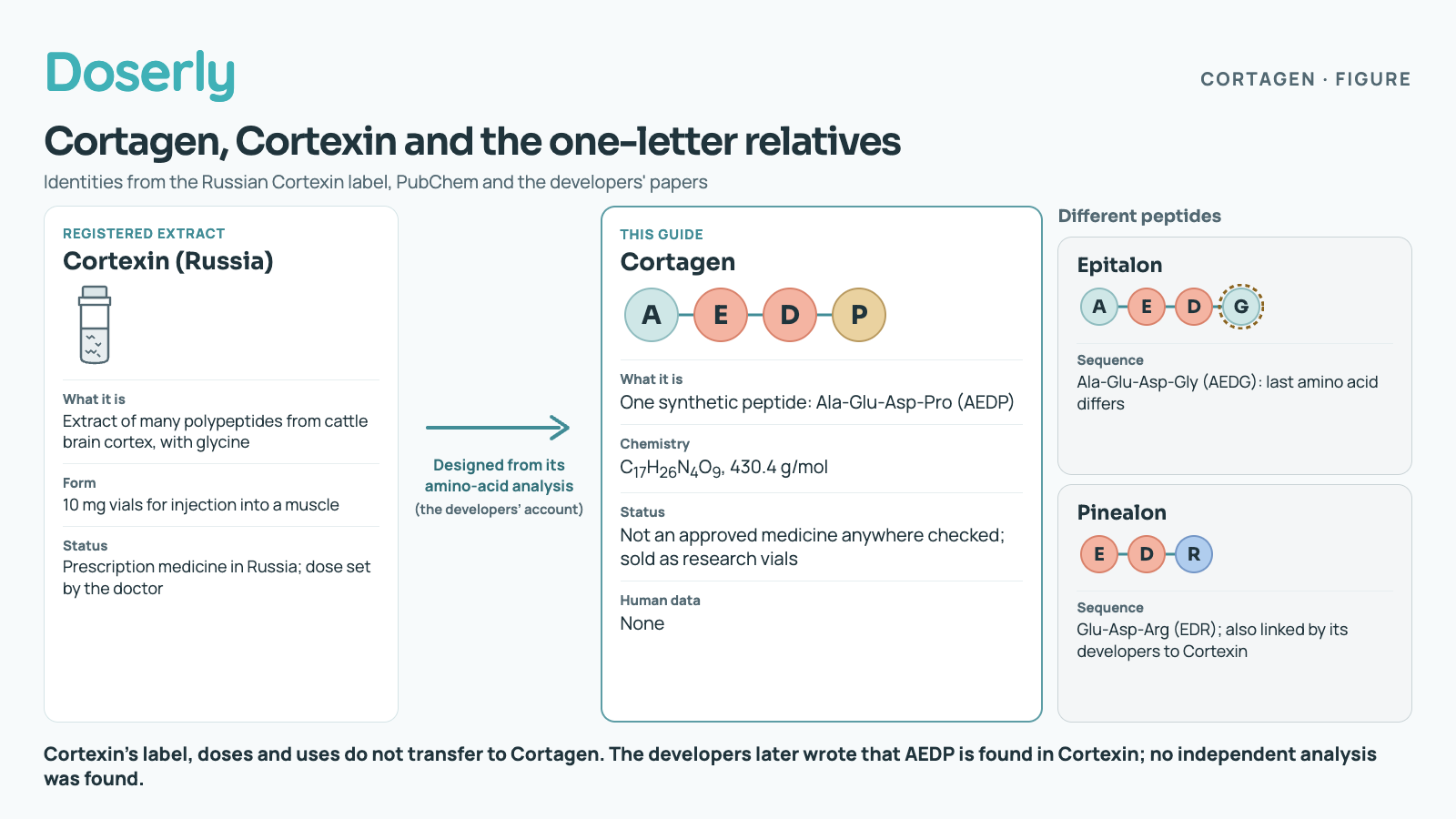 Left: Cortexin, a registered Russian medicine, is an extract of many polypeptides from cattle brain cortex with glycine, sold as 10 mg vials for injection into a muscle; it is a prescription medicine in Russia with the dose set by the doctor. An arrow labelled "designed from its amino-acid analysis (the developers' account)" points to the centre card: Cortagen, one synthetic peptide, Ala-Glu-Asp-Pro (AEDP), shown as four beads, formula C17H26N4O9, 430.4 g/mol, not an approved medicine anywhere checked and sold as research vials, with no human data. Right, grouped as different peptides: Epitalon, Ala-Glu-Asp-Gly (AEDG), whose last amino acid differs and is circled; and Pinealon, Glu-Asp-Arg (EDR), also linked by its developers to Cortexin. Footer: Cortexin's label, doses and uses do not transfer to Cortagen; the developers later wrote that AEDP is found in Cortexin, but no independent analysis was found.