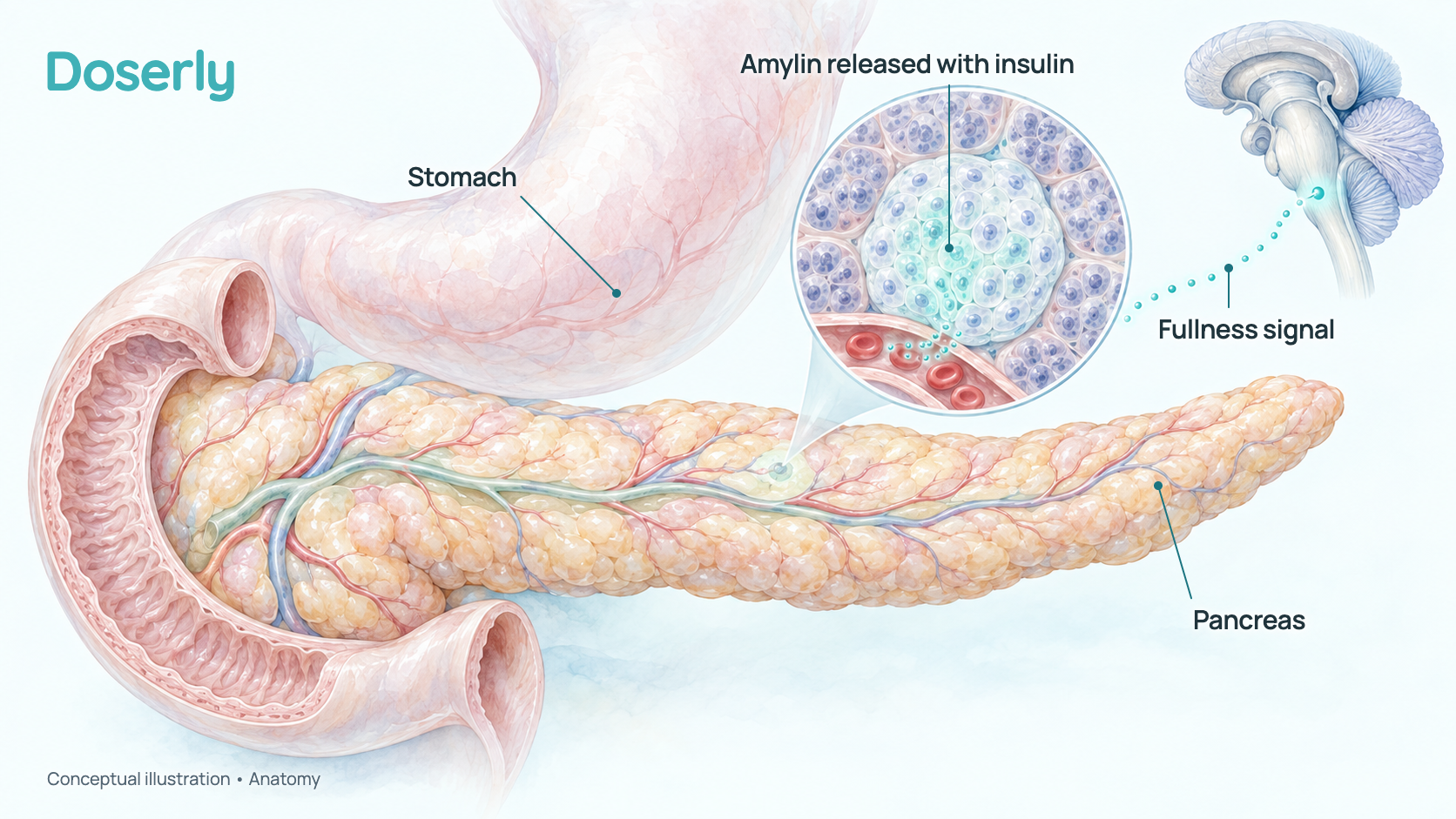 Conceptual watercolor of the pancreas curving into the first part of the small intestine, with the stomach above it, a magnified view of a pancreatic islet releasing amylin and insulin into a small blood vessel, and a dotted path to the brainstem showing the fullness signal. It shows anatomy, not an effect of eloralintide.
