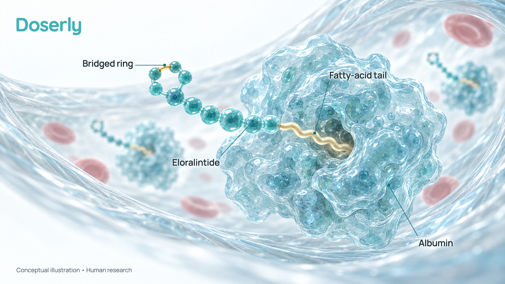 Conceptual 3D illustration of an eloralintide chain with a small bridged ring at one end and a fatty-acid tail tucked into an albumin protein in a blood vessel. It is a simplified schematic, not a molecular structure.