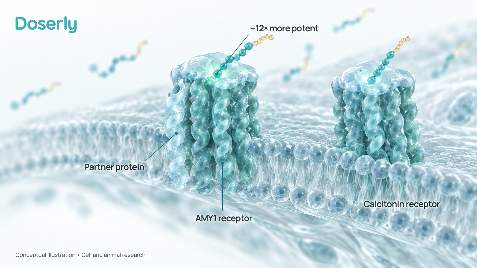Conceptual 3D illustration of a cell membrane with an AMY1 amylin receptor, made of the calcitonin receptor and a slim partner protein, and a lone calcitonin receptor. Eloralintide docks on both, with a stronger glow on the amylin receptor. It represents cell research, not a measured structure.
