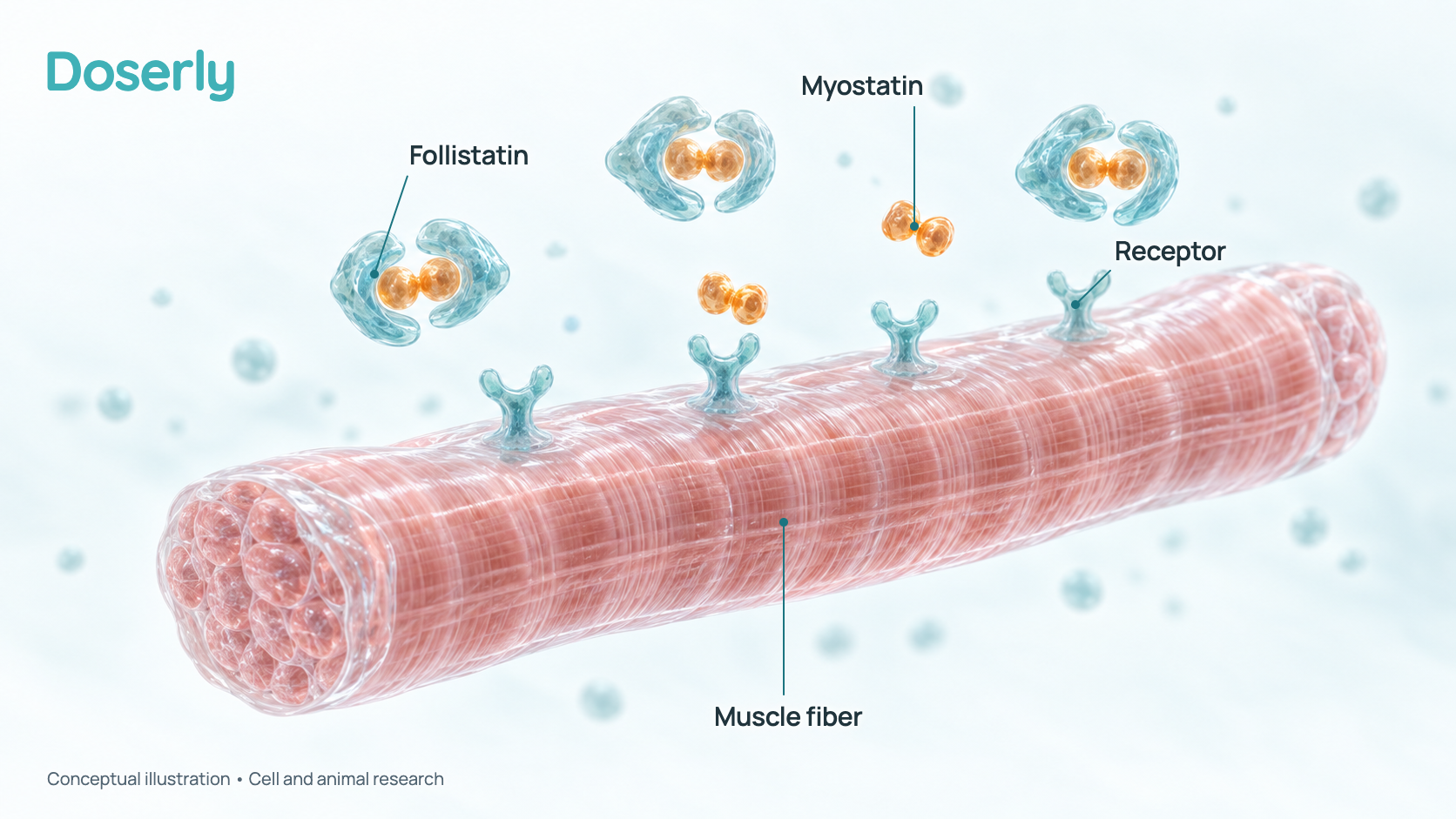 Conceptual illustration of a muscle fiber surface with receptor proteins, free myostatin signal molecules and follistatin molecules wrapped around some of them so they cannot reach the receptors. It represents animal and cell research, not a measured effect of a vial in people.