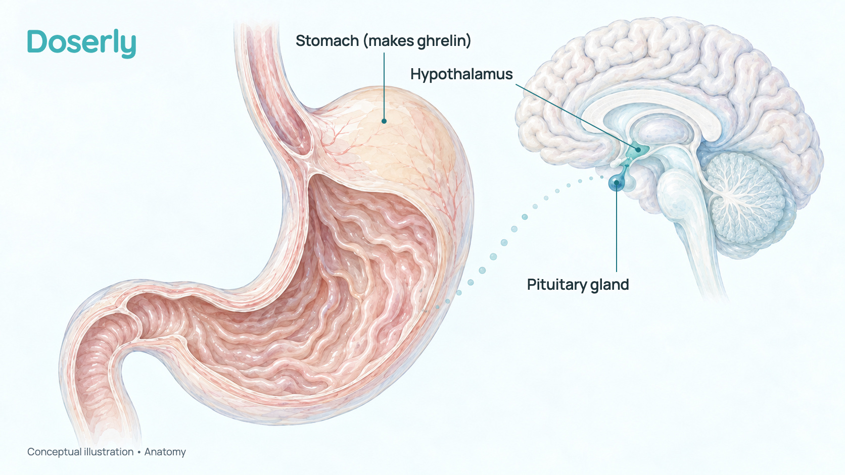 Conceptual watercolor illustration of a human stomach cut open, where the hunger hormone ghrelin is made, beside a smaller drawing of the brain cut down the middle that shows the hypothalamus and the pea-sized pituitary gland hanging below it. A dotted line stands for the hormone carried in the blood. It shows anatomy only, not an effect of GHRP-6.