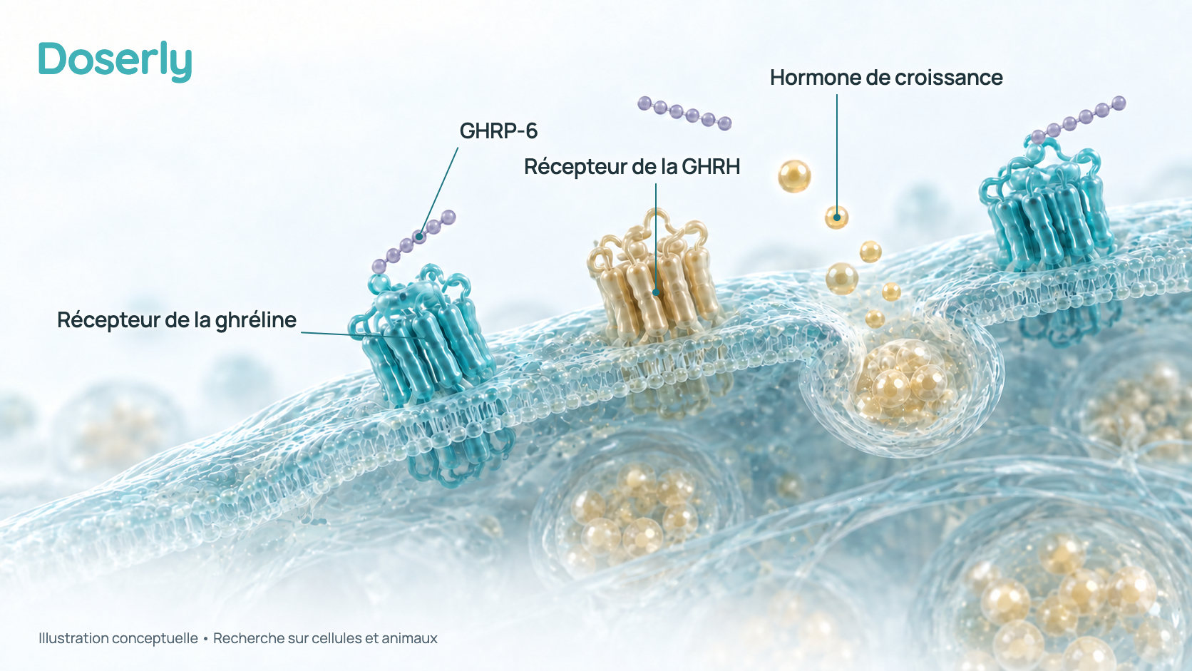 Illustration conceptuelle en 3D d’une cellule hypophysaire portant des protéines réceptrices à sa surface. De petites chaînes peptidiques de six perles s’arriment aux récepteurs de la ghréline et la cellule libère de l’hormone de croissance; un récepteur de la GHRH distinct est aussi représenté. L’illustration représente des résultats de recherche, pas une structure moléculaire mesurée.