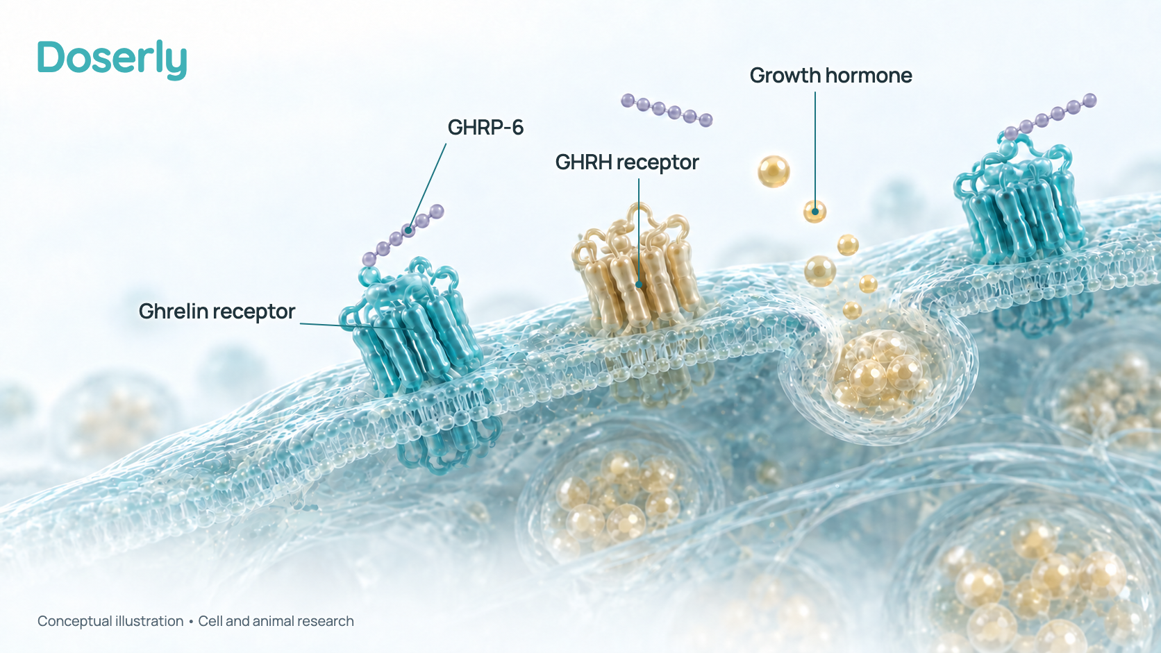 Conceptual 3D illustration of a pituitary cell with receptor proteins on its surface. Small six-bead peptide chains dock onto ghrelin receptors and the cell releases growth hormone; a separate GHRH receptor is shown. It represents research findings, not a measured molecular structure.