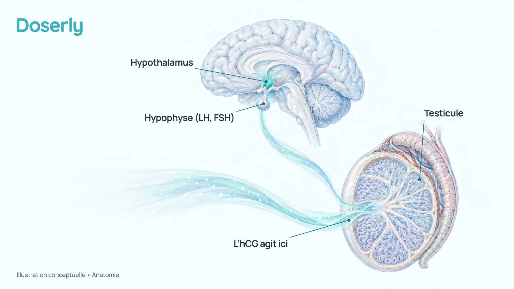 Illustration conceptuelle de l’hypothalamus et de l’hypophyse du cerveau au-dessus d’un testicule, montrant le signal de LH de l’hypophyse et l’hCG qui agit directement sur le testicule. Elle montre l’anatomie, pas un effet mesuré du médicament.