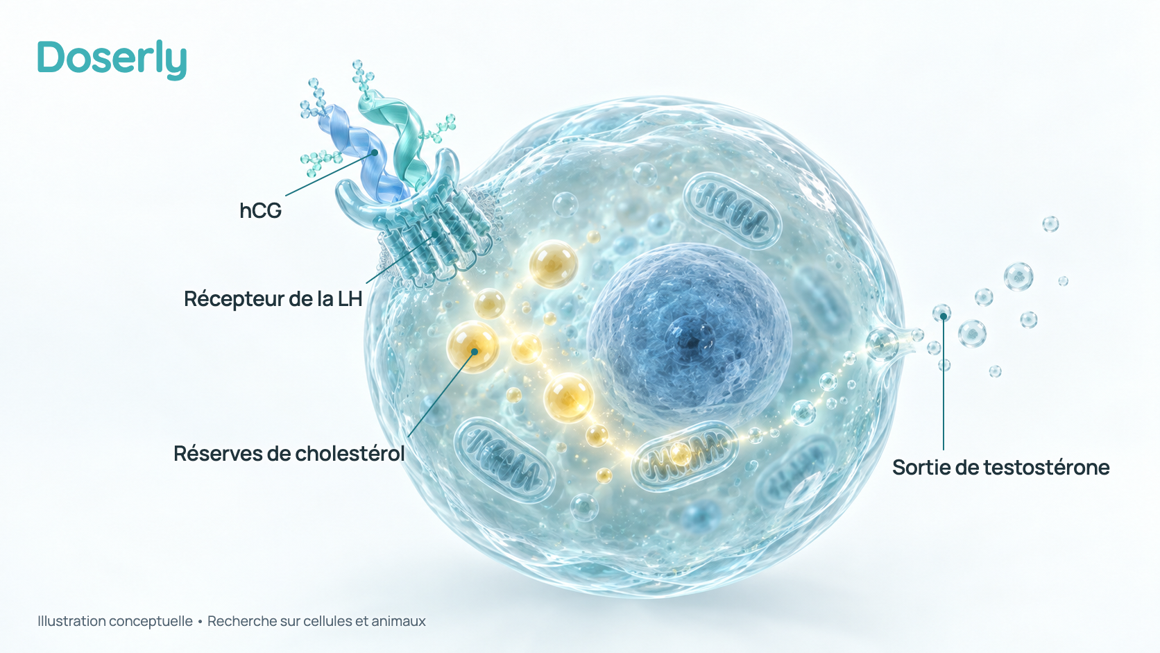 Illustration conceptuelle des deux chaînes de l’hCG qui se fixent à un récepteur à la surface d’une cellule de Leydig, la cellule transformant le cholestérol en testostérone. C’est un schéma simplifié, pas une image de microscopie.