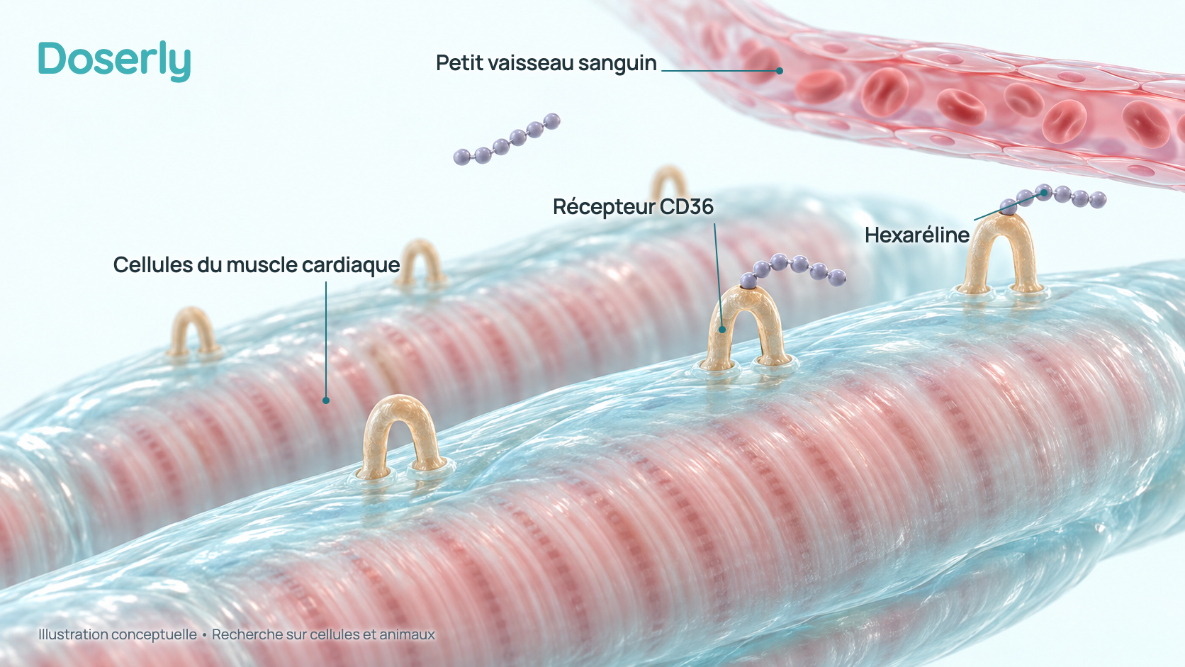 Illustration conceptuelle en 3D de cellules du muscle cardiaque à côté d’un petit vaisseau sanguin coronaire, avec des protéines du récepteur CD36 à la surface des cellules et de petites chaînes peptidiques de six billes qui s’y fixent. Elle représente des résultats de recherche chez l’animal et sur cellules, pas une structure mesurée ni un bienfait démontré chez l’humain.