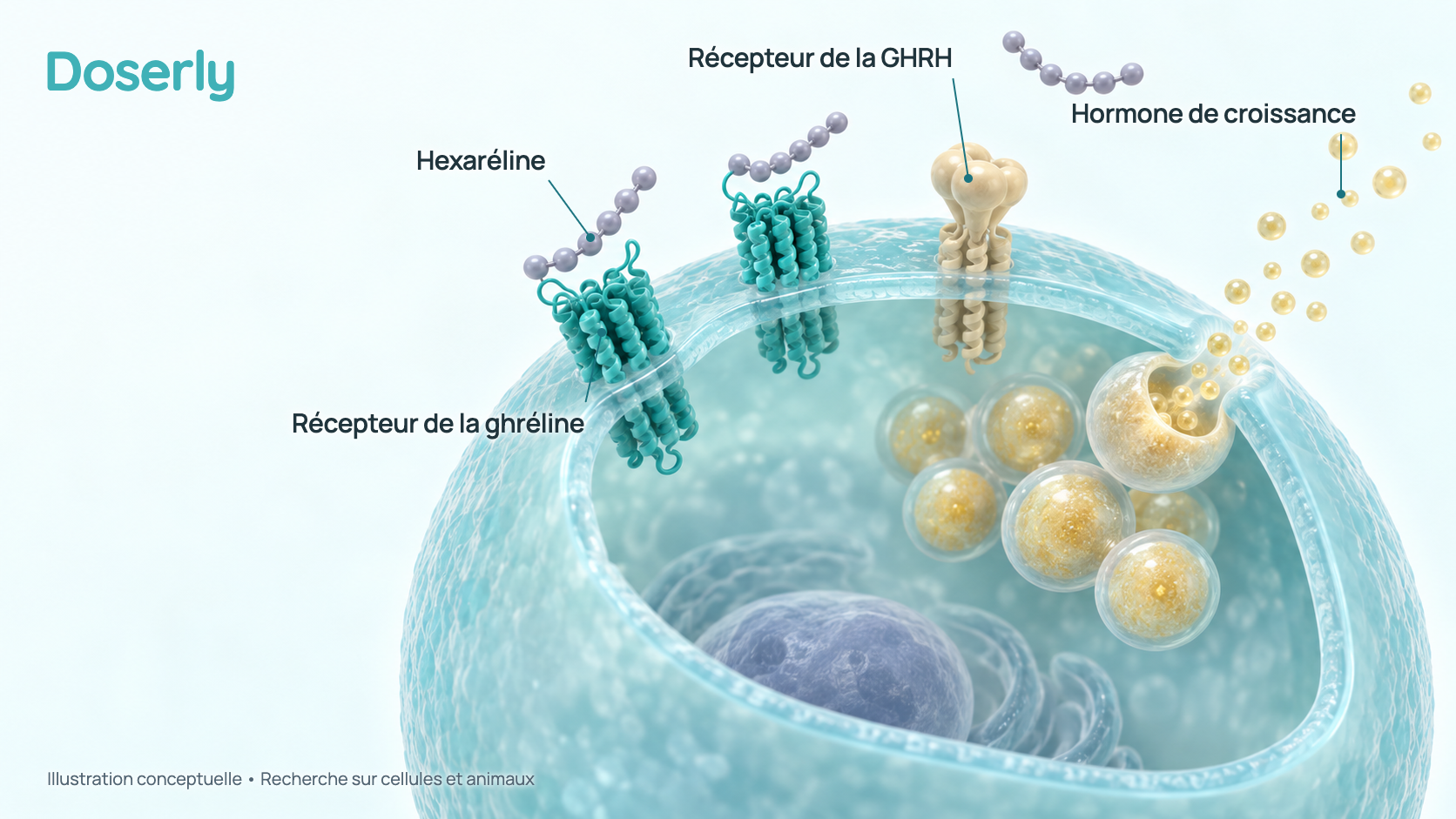 Illustration conceptuelle en 3D d’une cellule de l’hypophyse qui fabrique l’hormone de croissance. De petites chaînes peptidiques de six billes se fixent aux récepteurs de la ghréline à la surface de la cellule, un récepteur de la GHRH distinct se trouve tout près, et de petites sphères d’hormone de croissance quittent la cellule. Elle représente des résultats de recherche, pas une structure moléculaire mesurée.