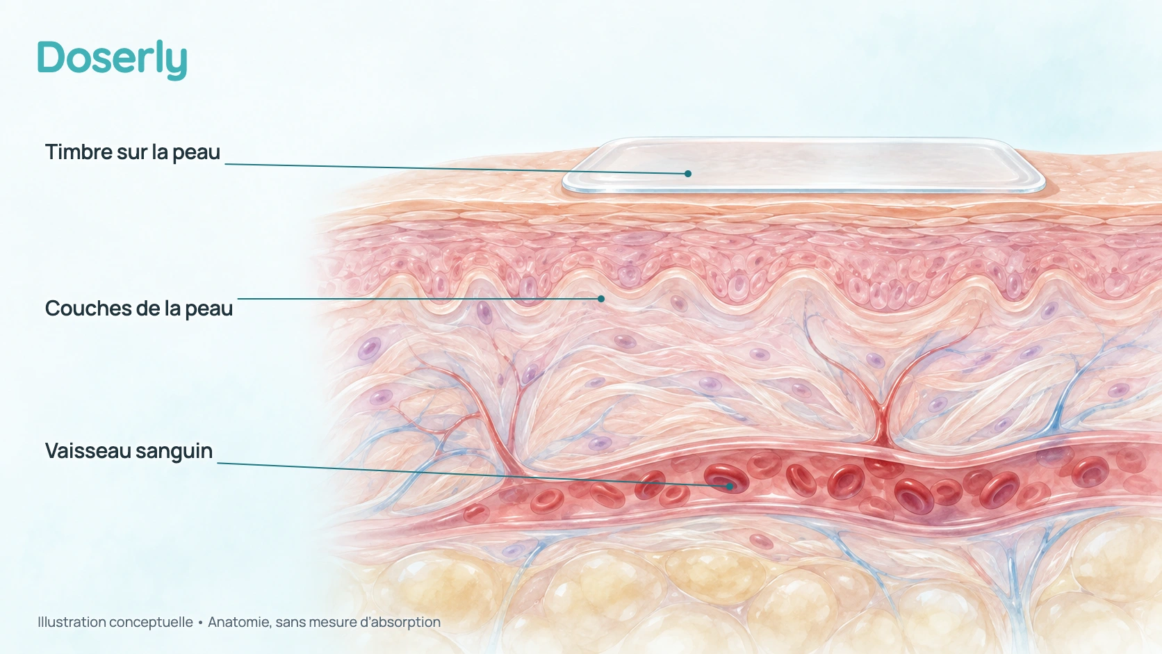 Coupe conceptuelle de la peau illustrant le passage d’un médicament à travers la peau vers la circulation; aucune vitesse d’absorption ni concentration sanguine n’est mesurée.