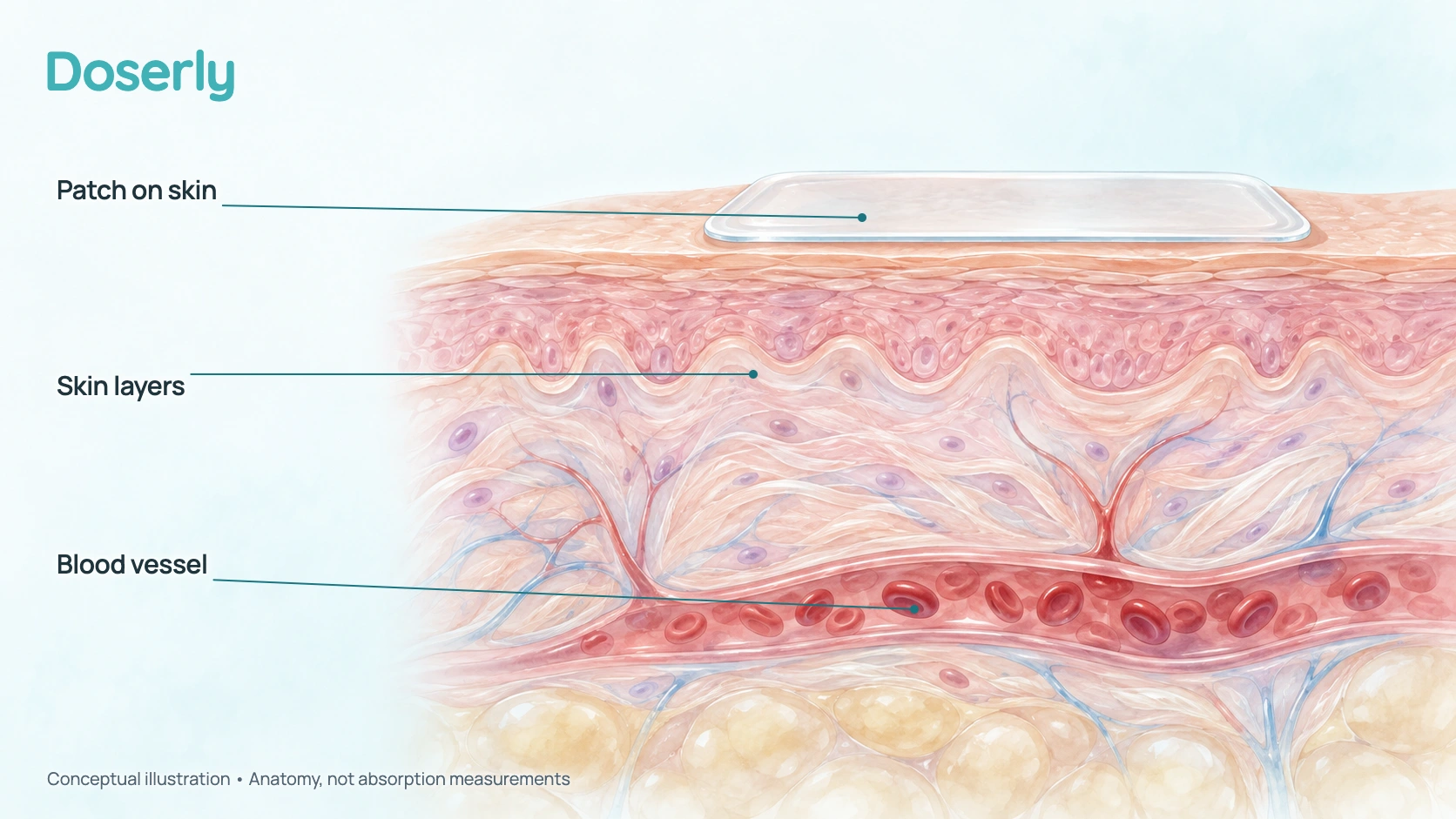 Conceptual skin layers and transdermal estradiol pathway, not to scale