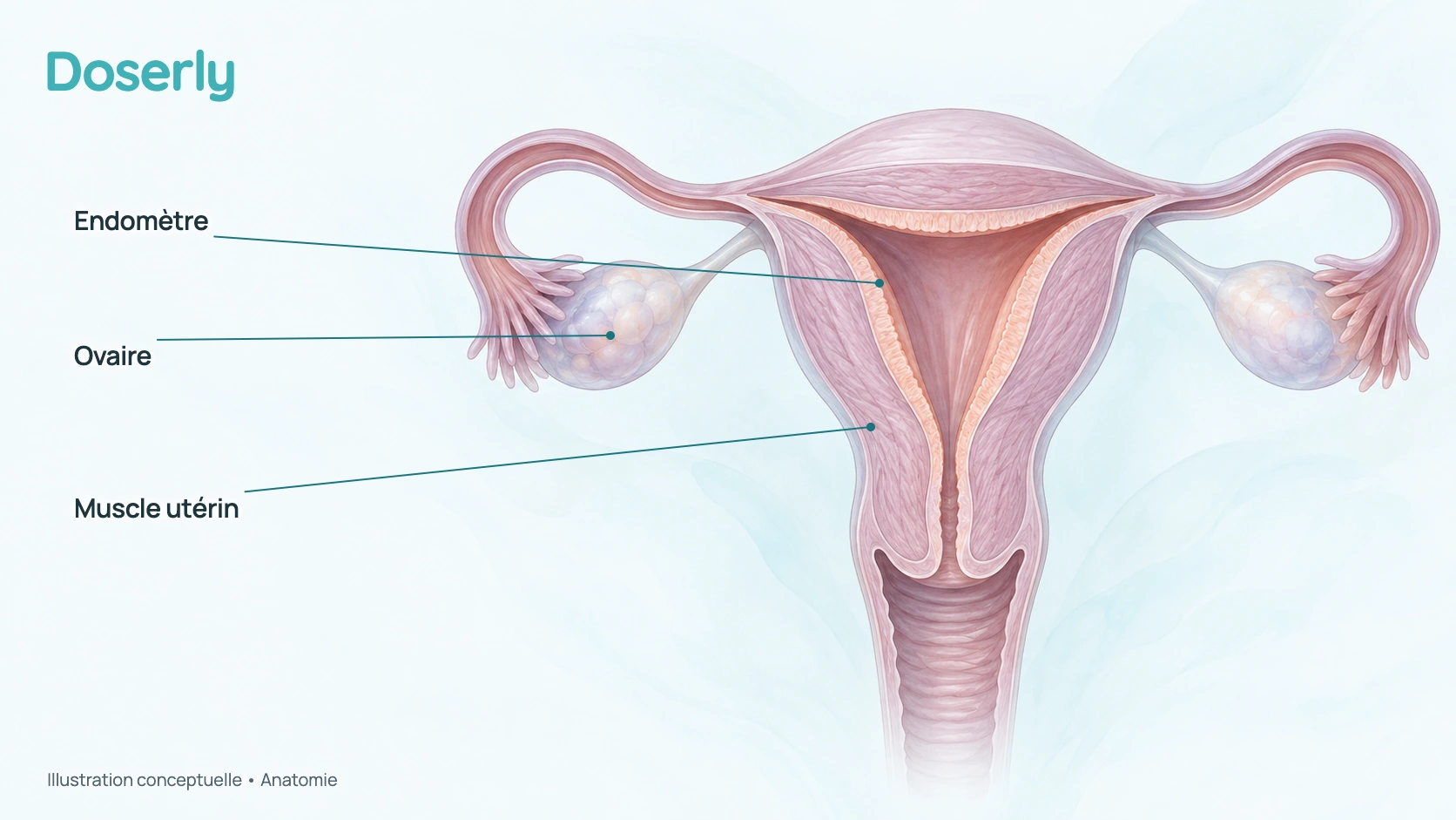 Illustration conceptuelle de l’utérus, de l’endomètre, des ovaires et du col. Pas à l’échelle ni image diagnostique.