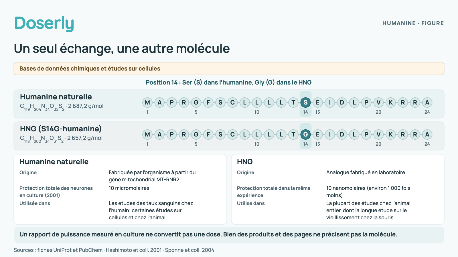 Deux chaînes de 24 acides aminés, identiques sauf à la position 14, où l’humanine naturelle porte une sérine et le HNG une glycine. Dans une expérience sur cellules de 2001, l’humanine naturelle protégeait complètement les neurones à 10 micromolaires et le HNG à 10 nanomolaires, environ 1 000 fois moins; une étude de 2004 a trouvé environ 500 fois. La plupart des études chez l’animal entier ont utilisé le HNG. Ce rapport compare des concentrations en culture et ne convertit pas une dose.