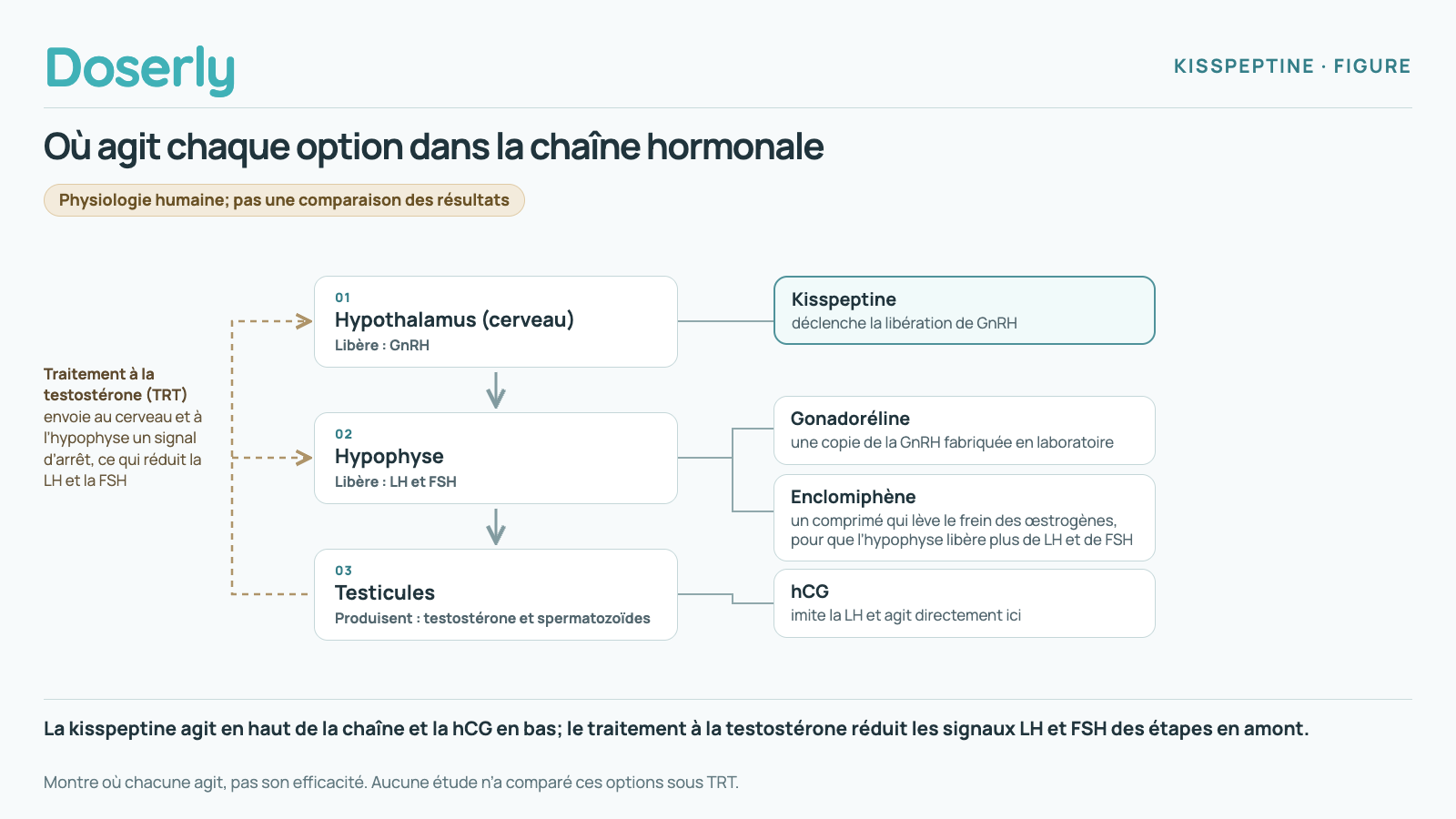 La kisspeptine, la gonadoréline, l’enclomiphène et la hCG agissent à différents niveaux d’une même chaîne; le traitement à la testostérone réduit les signaux LH et FSH des étapes en amont.