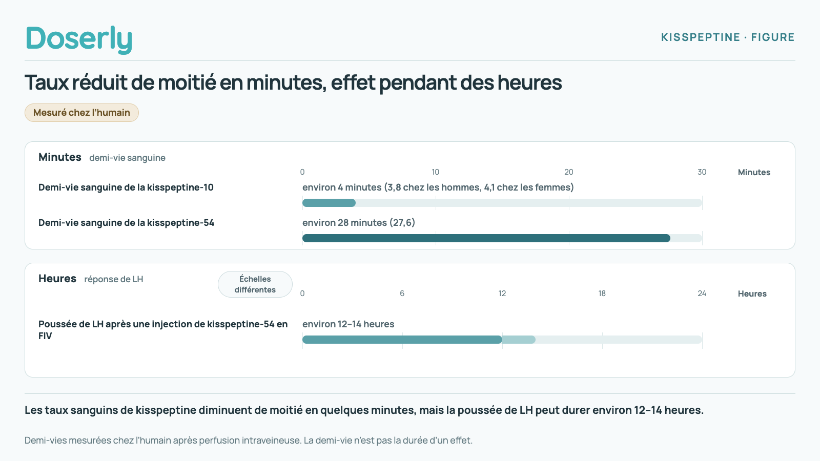 Les taux sanguins de kisspeptine diminuent de moitié en quelques minutes, mais la réponse de LH déclenchée peut durer des heures.