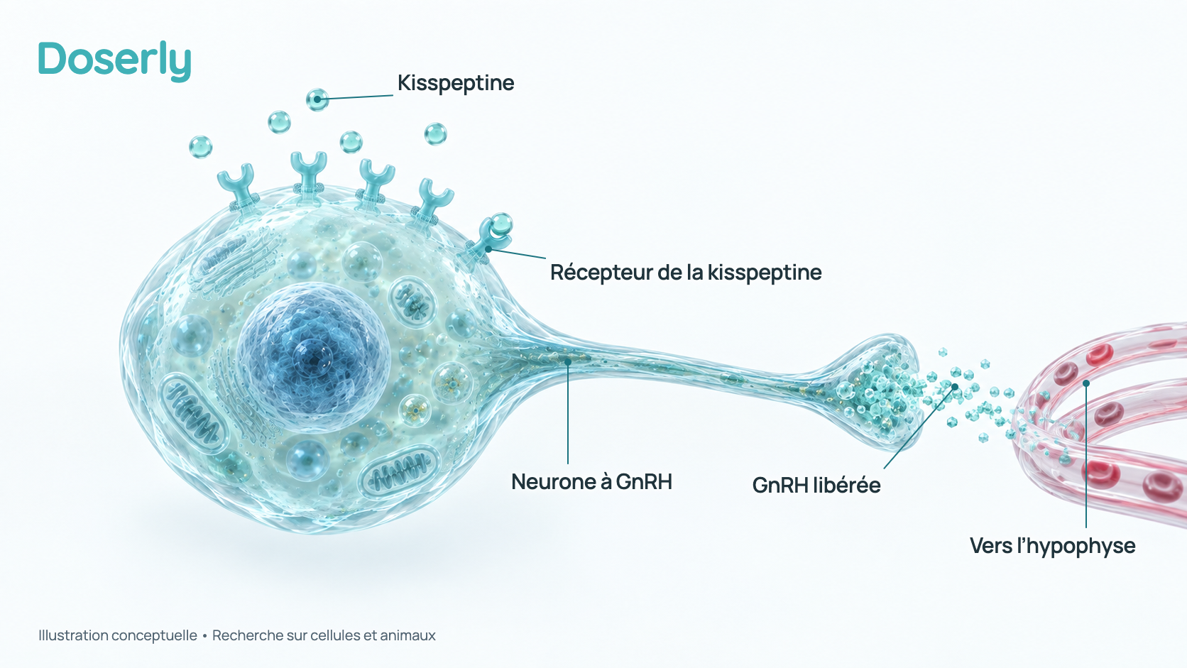 Illustration conceptuelle à l’échelle cellulaire montrant des molécules de kisspeptine se fixant aux récepteurs d’un neurone à GnRH, qui libère la GnRH vers de petits vaisseaux sanguins menant à l’hypophyse. C’est un schéma simplifié, pas une image au microscope.