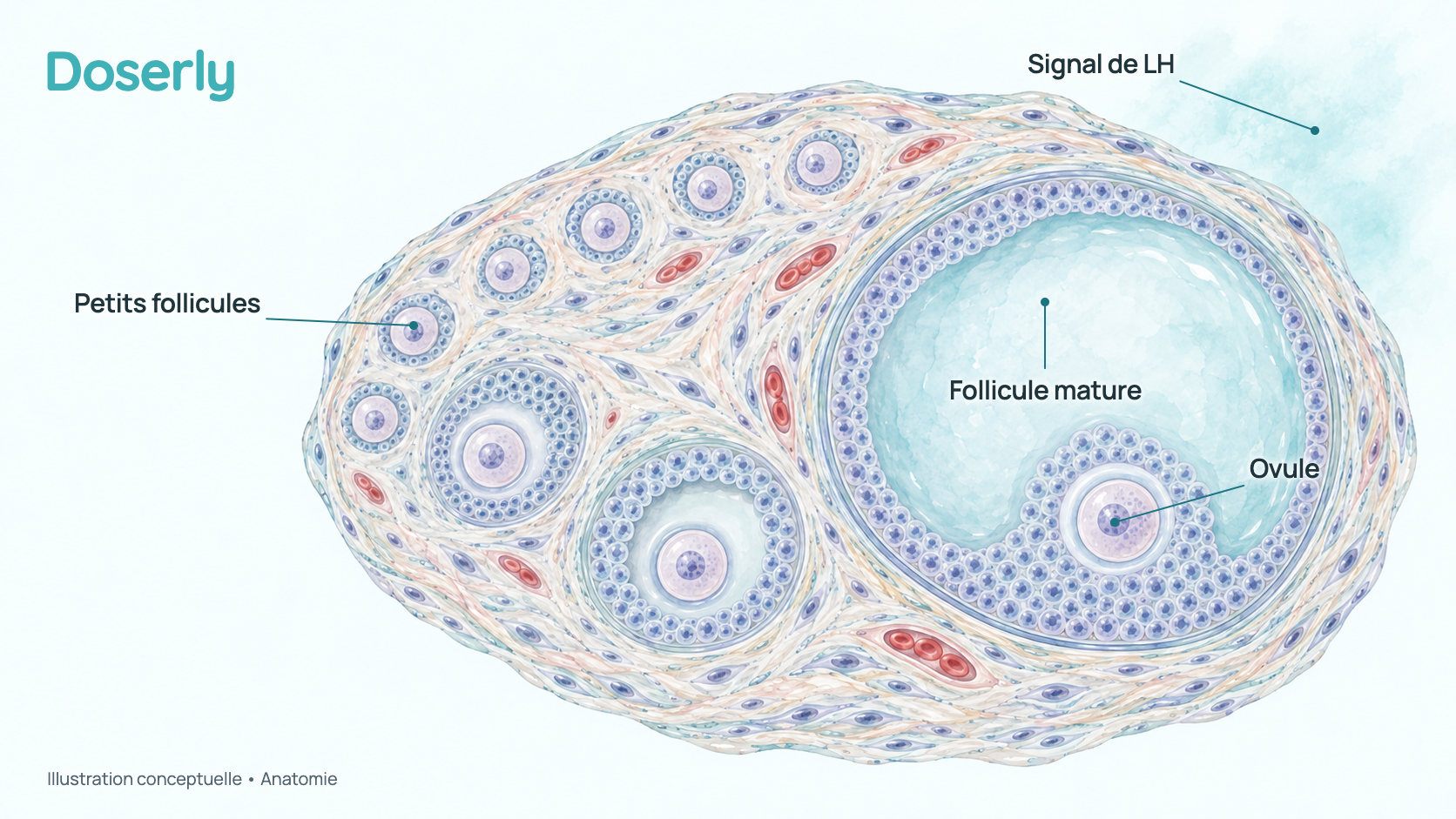 Coupe conceptuelle d’un ovaire montrant des follicules à différents stades, dont un gros follicule contenant un ovule en maturation. Elle montre l’anatomie, pas un effet mesuré de la kisspeptine.