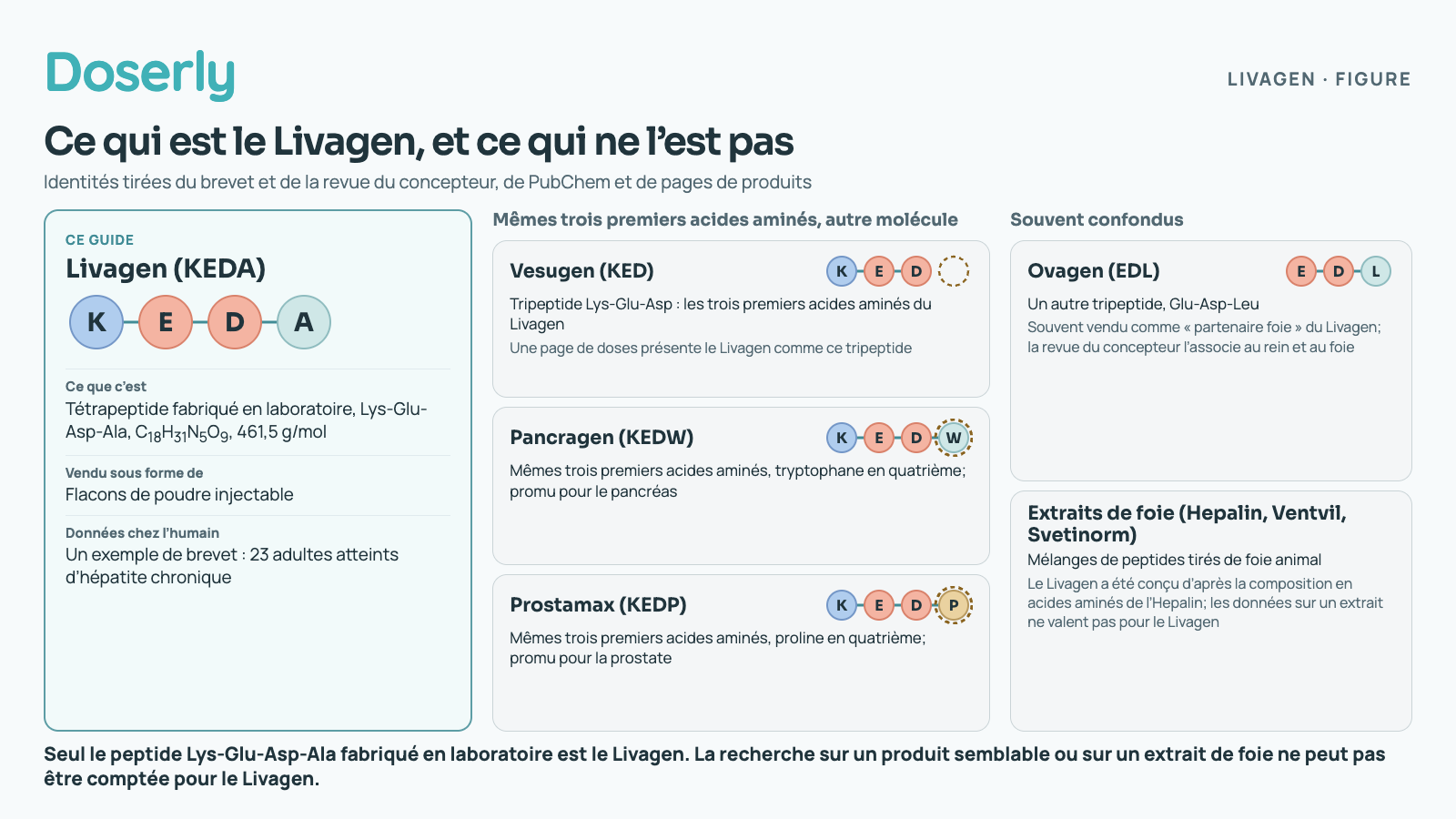 Trois colonnes. À gauche, mis en évidence comme sujet de ce guide : le Livagen (KEDA), représenté par quatre perles K-E-D-A, un tétrapeptide Lys-Glu-Asp-Ala fabriqué en laboratoire, C18H31N5O9, 461,5 g/mol, vendu en flacons de poudre injectable, dont les seules données chez l’humain sont un exemple de brevet portant sur 23 adultes atteints d’hépatite chronique. Au centre, regroupés sous « mêmes trois premiers acides aminés, autre molécule » : le Vesugen (KED), un tripeptide formé des trois premiers acides aminés du Livagen, la quatrième position vide, qu’une page de doses présente comme le Livagen; le Pancragen (KEDW), avec le tryptophane en quatrième, promu pour le pancréas; et le Prostamax (KEDP), avec la proline en quatrième, promu pour la prostate, la quatrième perle différente étant encerclée chaque fois. À droite, regroupés sous « souvent confondus » : l’Ovagen (EDL), un autre tripeptide, Glu-Asp-Leu, souvent vendu comme partenaire foie du Livagen, que la revue du concepteur associe au rein et au foie; et les extraits de foie Hepalin, Ventvil et Svetinorm, des mélanges de peptides tirés de foie animal. Le Livagen a été conçu d’après la composition en acides aminés de l’Hepalin, mais les données sur un extrait ne valent pas pour le Livagen. Conclusion : seul le peptide Lys-Glu-Asp-Ala fabriqué en laboratoire est le Livagen; la recherche sur un produit semblable ou sur un extrait de foie ne peut pas être comptée pour le Livagen.