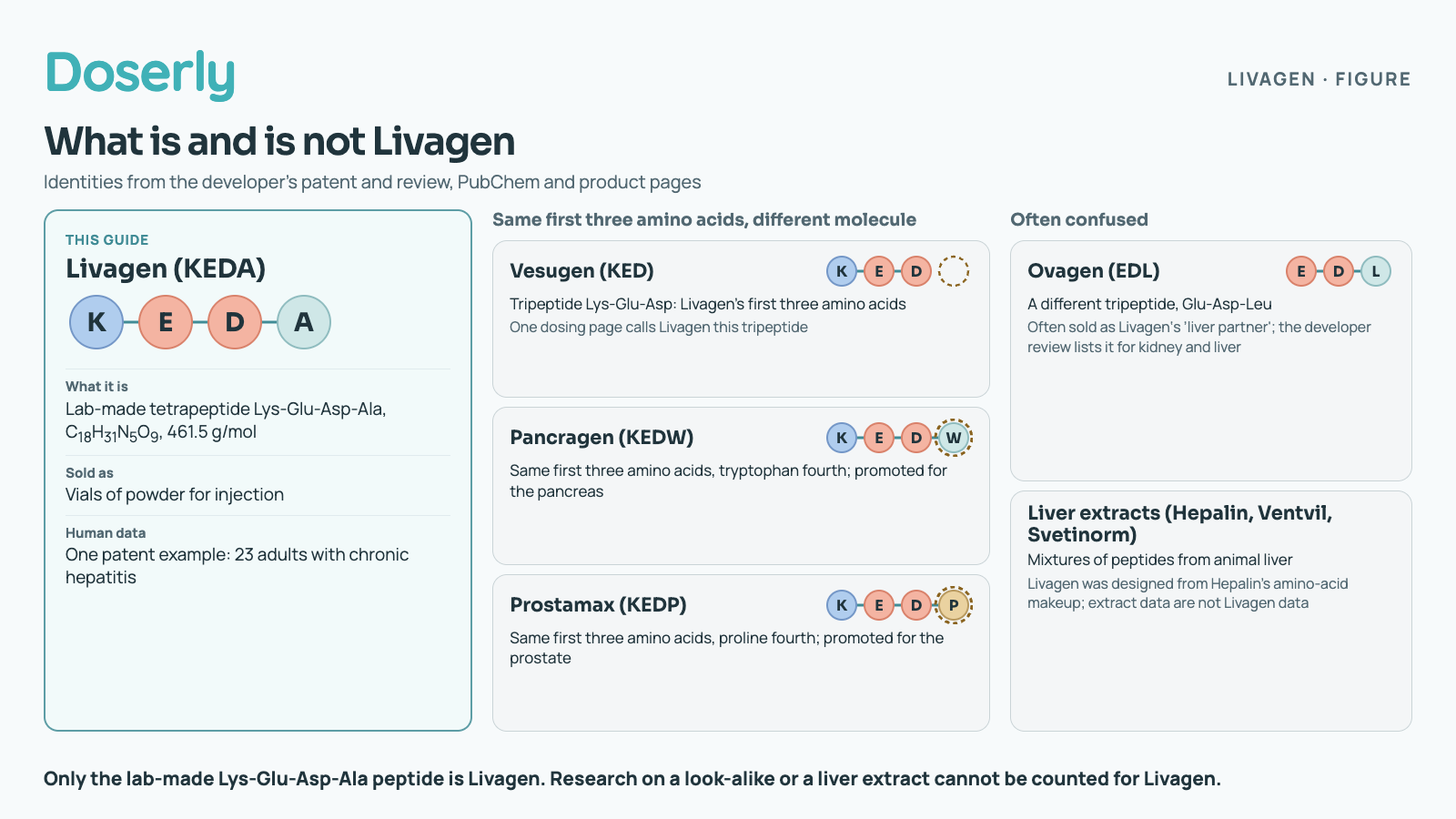 Three columns. Left, highlighted as this guide: Livagen (KEDA), shown as four beads K-E-D-A: a lab-made tetrapeptide Lys-Glu-Asp-Ala, C18H31N5O9, 461.5 g/mol, sold as vials of powder for injection, with one patent example in 23 adults with chronic hepatitis as its only human data. Middle, grouped as same first three amino acids but a different molecule: Vesugen (KED), a tripeptide that is Livagen's first three amino acids with the fourth slot empty, which one dosing page calls Livagen; Pancragen (KEDW), tryptophan fourth, promoted for the pancreas; and Prostamax (KEDP), proline fourth, promoted for the prostate, each with the differing fourth bead circled. Right, grouped as often confused: Ovagen (EDL), a different tripeptide Glu-Asp-Leu, often sold as Livagen's liver partner, which the developer review lists for kidney and liver; and the liver extracts Hepalin, Ventvil and Svetinorm, mixtures of peptides from animal liver; Livagen was designed from Hepalin's amino-acid makeup, but extract data are not Livagen data. Footer: only the lab-made Lys-Glu-Asp-Ala peptide is Livagen; research on a look-alike or a liver extract cannot be counted for Livagen.