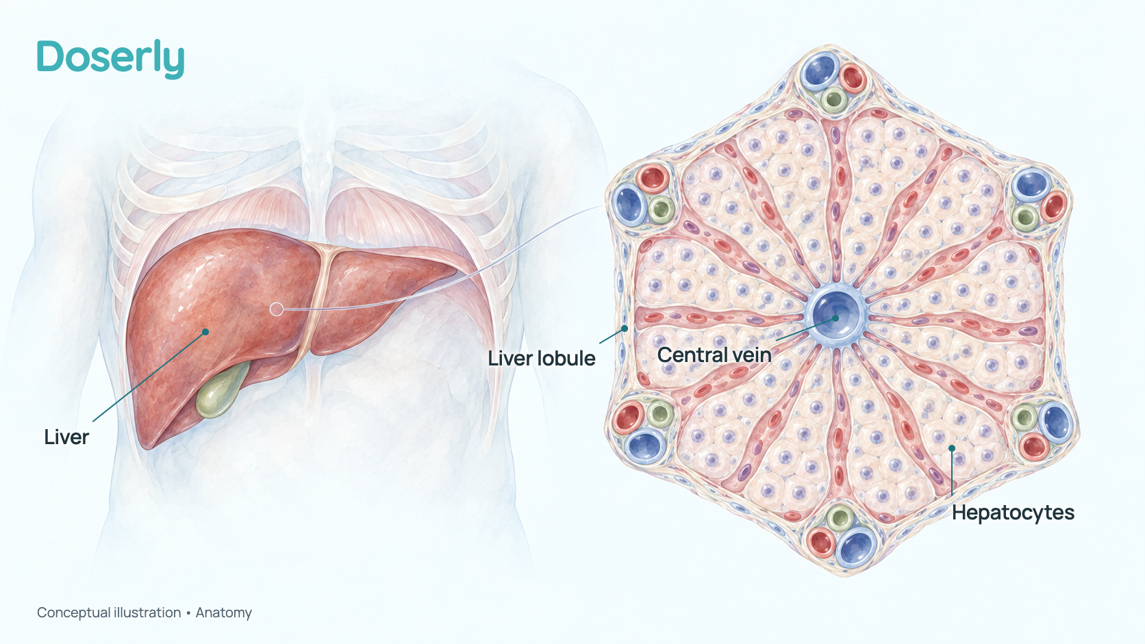 Conceptual watercolor illustration of the upper abdomen showing the liver under the right ribs with the gallbladder beneath it, and an enlarged cut-away of one liver lobule: plates of liver cells (hepatocytes) running from the portal areas at its corners toward a central vein. It shows anatomy only, not an effect of Livagen.