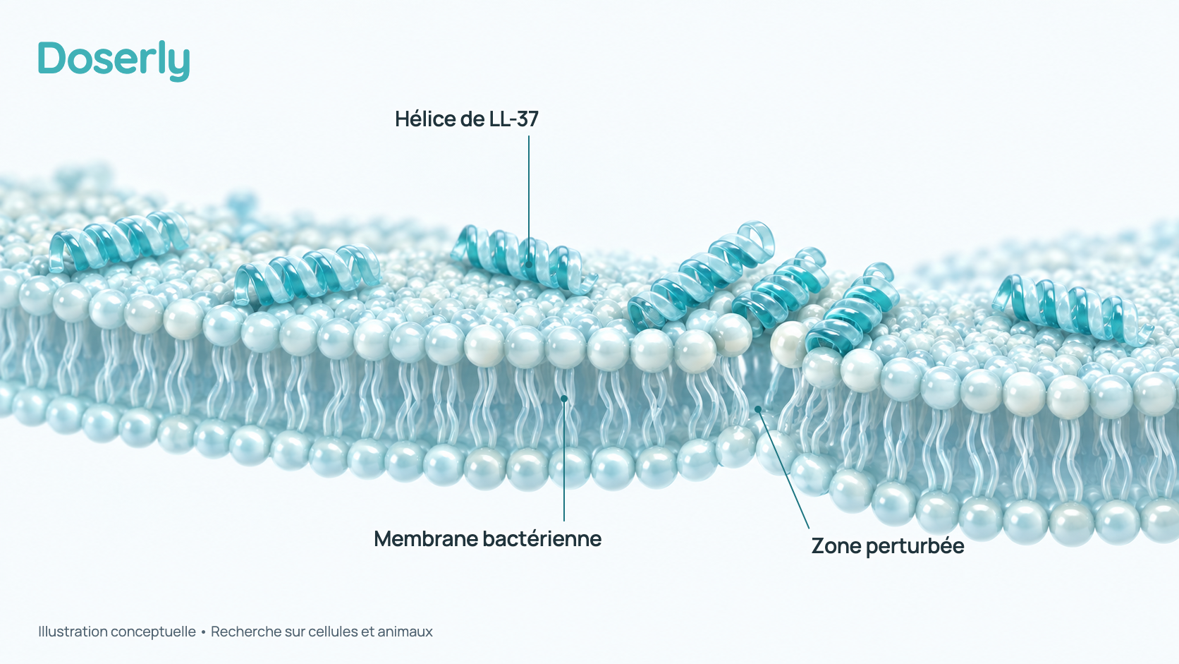 Illustration conceptuelle de peptides LL-37 en spirale qui s’accumulent sur la membrane externe d’une bactérie et la perturbent. Elle représente des résultats de laboratoire, pas un effet démontré du LL-37 chez l’humain.