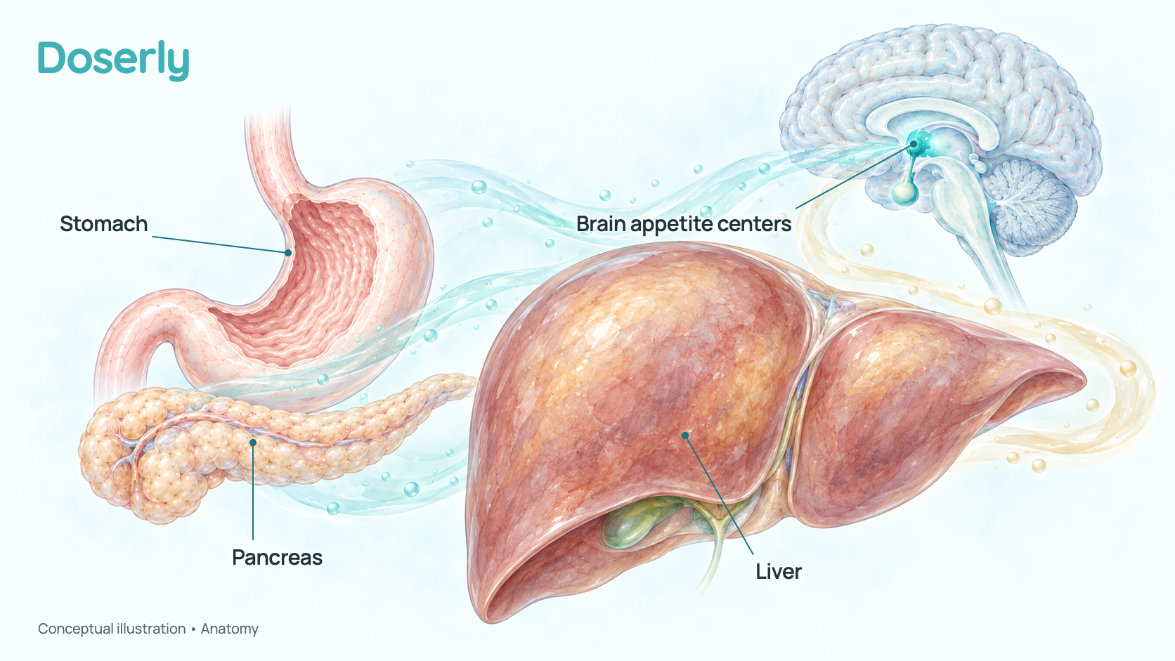 Conceptual illustration of the brain, stomach, pancreas and liver, the organs where GLP-1 and glucagon signals act. It shows anatomy, not a measured drug effect.