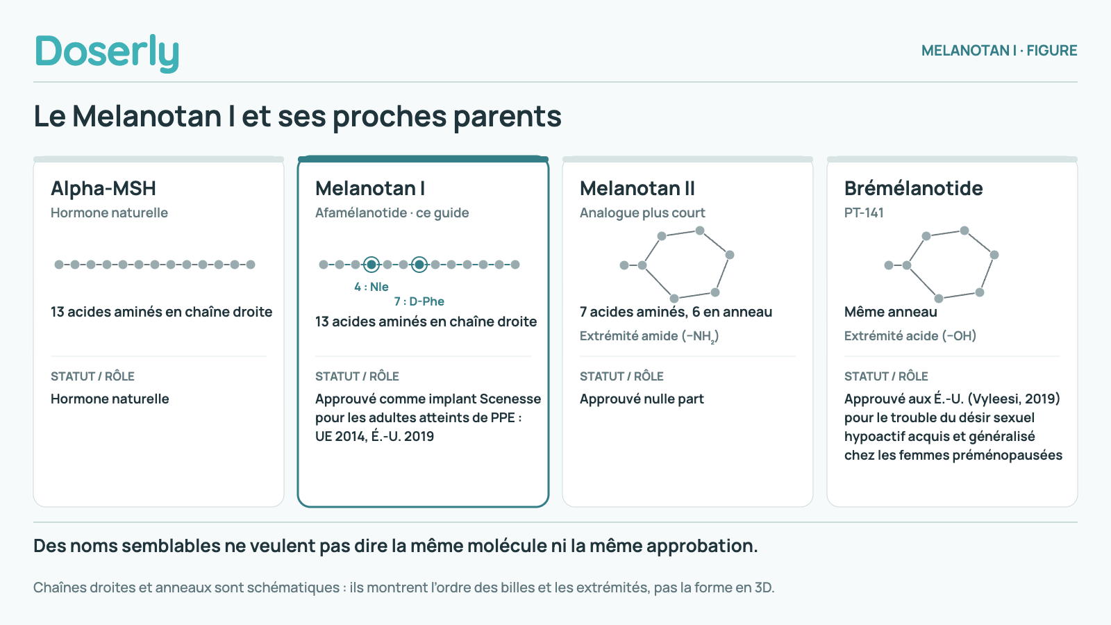 Quatre molécules apparentées. L’alpha-MSH est une chaîne droite naturelle de 13 acides aminés. Le Melanotan I, ou afamélanotide, est une chaîne droite de 13 acides aminés avec une Nle en position 4 et une D-Phe en position 7, approuvée comme implant Scenesse pour les adultes atteints de PPE dans l’Union européenne en 2014 et aux États-Unis en 2019. Le Melanotan II compte 7 acides aminés, dont 6 en anneau, se termine par un amide et n’est approuvé nulle part. Le brémélanotide, ou PT-141, partage l’anneau mais se termine par un acide; il a été approuvé aux États-Unis en 2019 sous le nom de Vyleesi pour le trouble du désir sexuel hypoactif acquis et généralisé chez les femmes préménopausées.