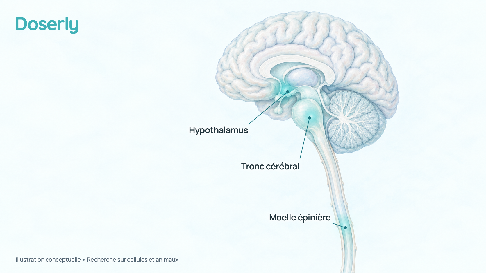 Vue latérale conceptuelle du cerveau et du haut de la moelle épinière, avec l’hypothalamus et le tronc cérébral mis en évidence, là où se trouvent les récepteurs de la mélanocortine liés à l’appétit, à la nausée et aux érections dans les études chez l’animal. Elle ne montre pas un effet mesuré chez l’humain.