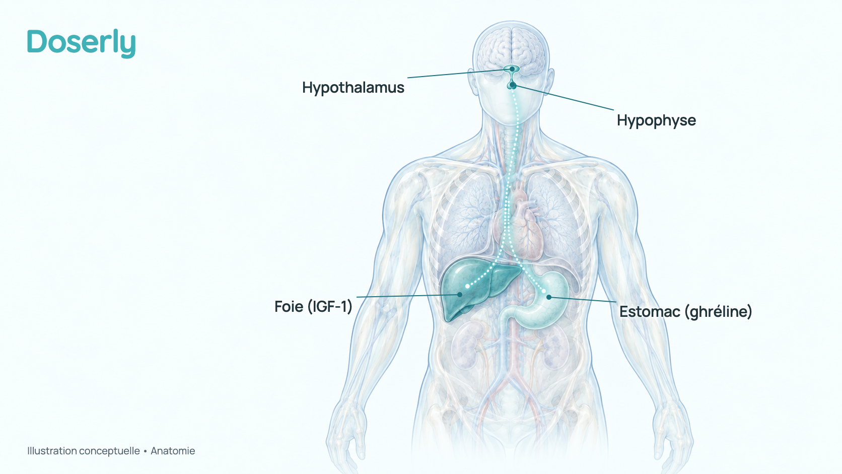 Vue en coupe conceptuelle du haut du corps montrant l’estomac, l’hypothalamus et l’hypophyse à la base du cerveau, ainsi que le foie. L’image montre l’anatomie et le trajet des hormones, pas un effet mesuré du MK-677.