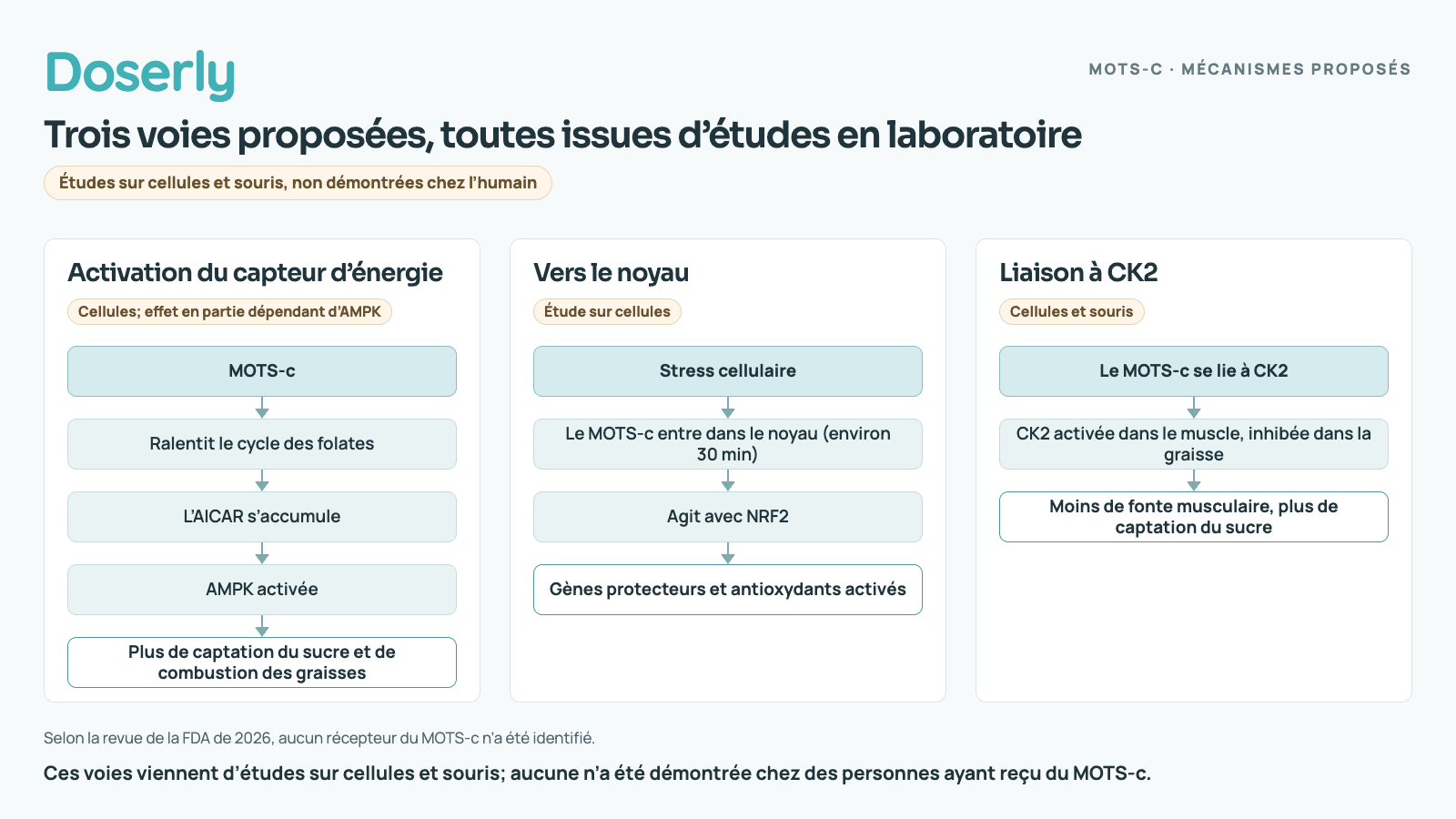 Trois mécanismes proposés à partir d’études sur cellules et souris : ralentissement du cycle des folates, ce qui entraîne l’accumulation d’AICAR et active le capteur d’énergie AMPK; déplacement vers le noyau en situation de stress pour activer des gènes protecteurs; liaison à l’enzyme CK2, activée dans le muscle et inhibée dans la graisse. Aucun récepteur n’a été identifié et rien de cela n’a été démontré chez l’humain.