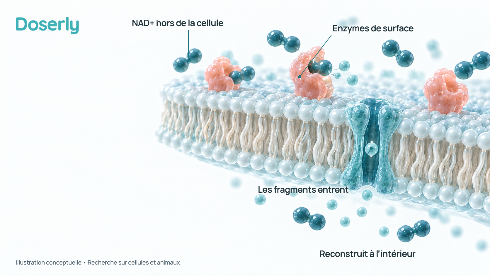 Illustration conceptuelle de la surface d’une cellule : le NAD+ présent hors de la cellule est découpé en fragments plus petits par des enzymes de surface, les fragments entrent dans la cellule, et le NAD+ est reconstruit à l’intérieur. D’après des études sur cellules; non mesuré après des injections chez l’humain.