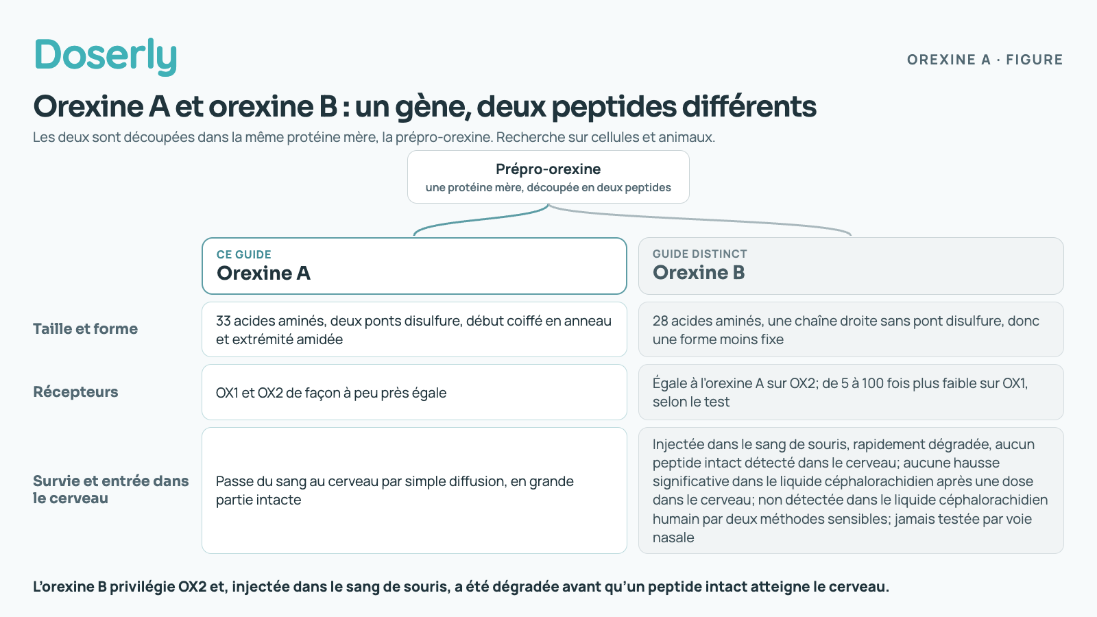 L’orexine A et l’orexine B sont toutes deux découpées dans une même protéine mère, la prépro-orexine. Taille et forme : l’orexine A compte 33 acides aminés, deux ponts disulfure, un début coiffé en anneau et une extrémité amidée; l’orexine B compte 28 acides aminés en chaîne droite sans pont disulfure, donc sa forme est moins fixe. Récepteurs : l’orexine A agit sur OX1 et OX2 de façon à peu près égale; l’orexine B l’égale sur OX2, mais est de 5 à 100 fois plus faible sur OX1, selon le test. Survie et entrée dans le cerveau : l’orexine A passe du sang au cerveau par simple diffusion, en grande partie intacte; injectée dans le sang de souris, l’orexine B a été rapidement dégradée et aucun peptide intact n’a été détecté dans le cerveau; une dose dans le cerveau n’a produit aucune hausse significative dans le liquide céphalorachidien; deux méthodes sensibles ne l’ont pas détectée dans le liquide céphalorachidien humain; elle n’a jamais été testée par voie nasale.