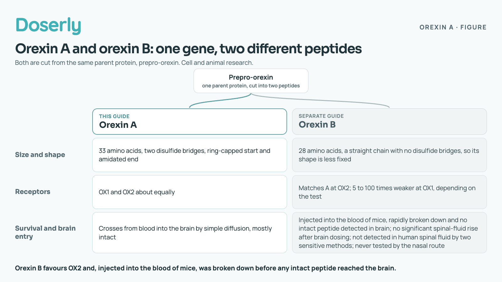 Orexin A and orexin B are both cut from one parent protein, prepro-orexin. Size and shape: orexin A has 33 amino acids, two disulfide bridges, a ring-capped start and an amidated end; orexin B has 28 amino acids in a straight chain with no disulfide bridges, so its shape is less fixed. Receptors: orexin A acts on OX1 and OX2 about equally; orexin B matches it at OX2 but is 5 to 100 times weaker at OX1, depending on the test. Survival and brain entry: orexin A crosses from blood into the brain by simple diffusion, mostly intact; injected into the blood of mice, orexin B was rapidly broken down and no intact peptide was detected in brain; brain dosing produced no significant rise in spinal fluid; two sensitive methods did not detect it in human spinal fluid; it has never been tested by the nasal route.