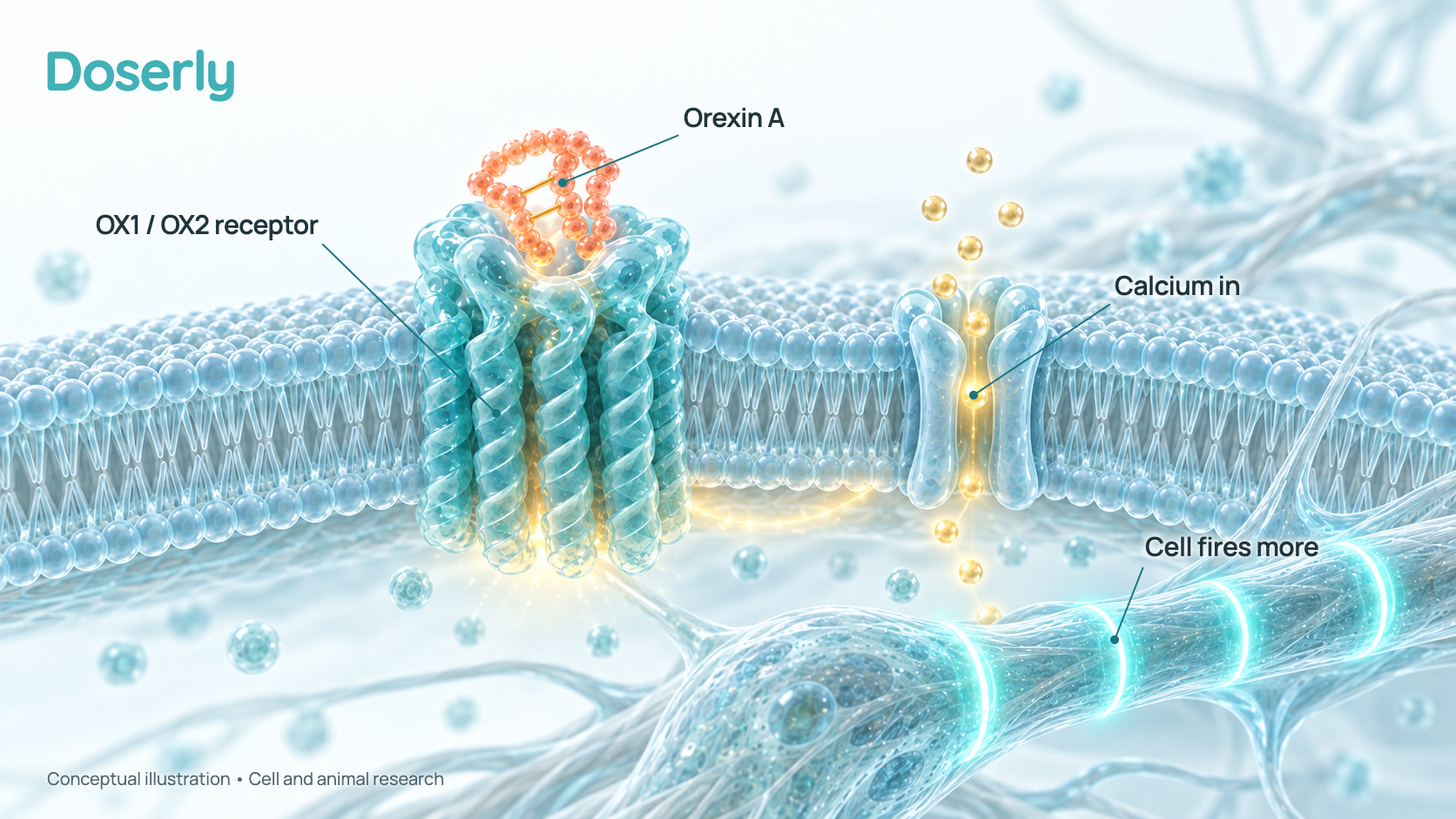 A cell-level view of an orexin A molecule binding a receptor on a nerve cell surface, the receptor changing shape, calcium entering the cell, and the cell firing more often.