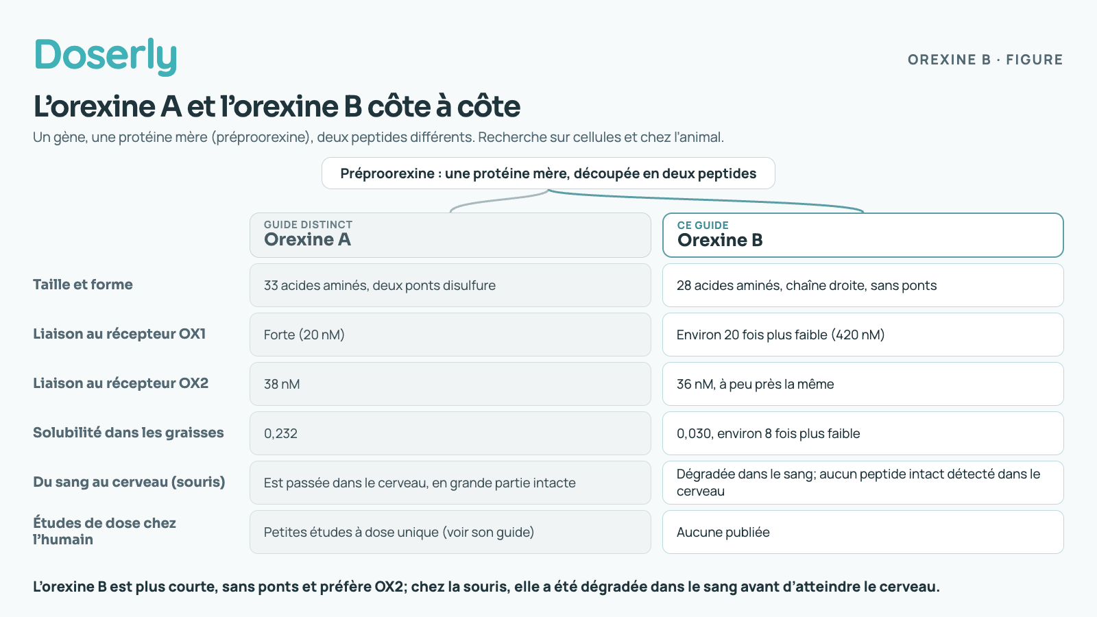 L’orexine A et l’orexine B sont toutes deux découpées dans une même protéine mère, la préproorexine. Taille et forme : l’orexine A compte 33 acides aminés et deux ponts disulfure; l’orexine B compte 28 acides aminés en chaîne droite, sans ponts. Liaison au récepteur OX1 : orexine A 20 nM, orexine B 420 nM, environ 20 fois plus faible. Liaison au récepteur OX2 : 38 nM contre 36 nM, à peu près la même. Solubilité dans les graisses : 0,232 pour l’orexine A contre 0,030 pour l’orexine B, environ 8 fois plus faible. Du sang au cerveau chez la souris : l’orexine A est passée dans le cerveau, en grande partie intacte; l’orexine B a été dégradée dans le sang et aucun peptide intact n’a été détecté dans le cerveau. Études de dose chez l’humain : petites études à dose unique pour l’orexine A, traitées dans son propre guide; aucune pour l’orexine B.