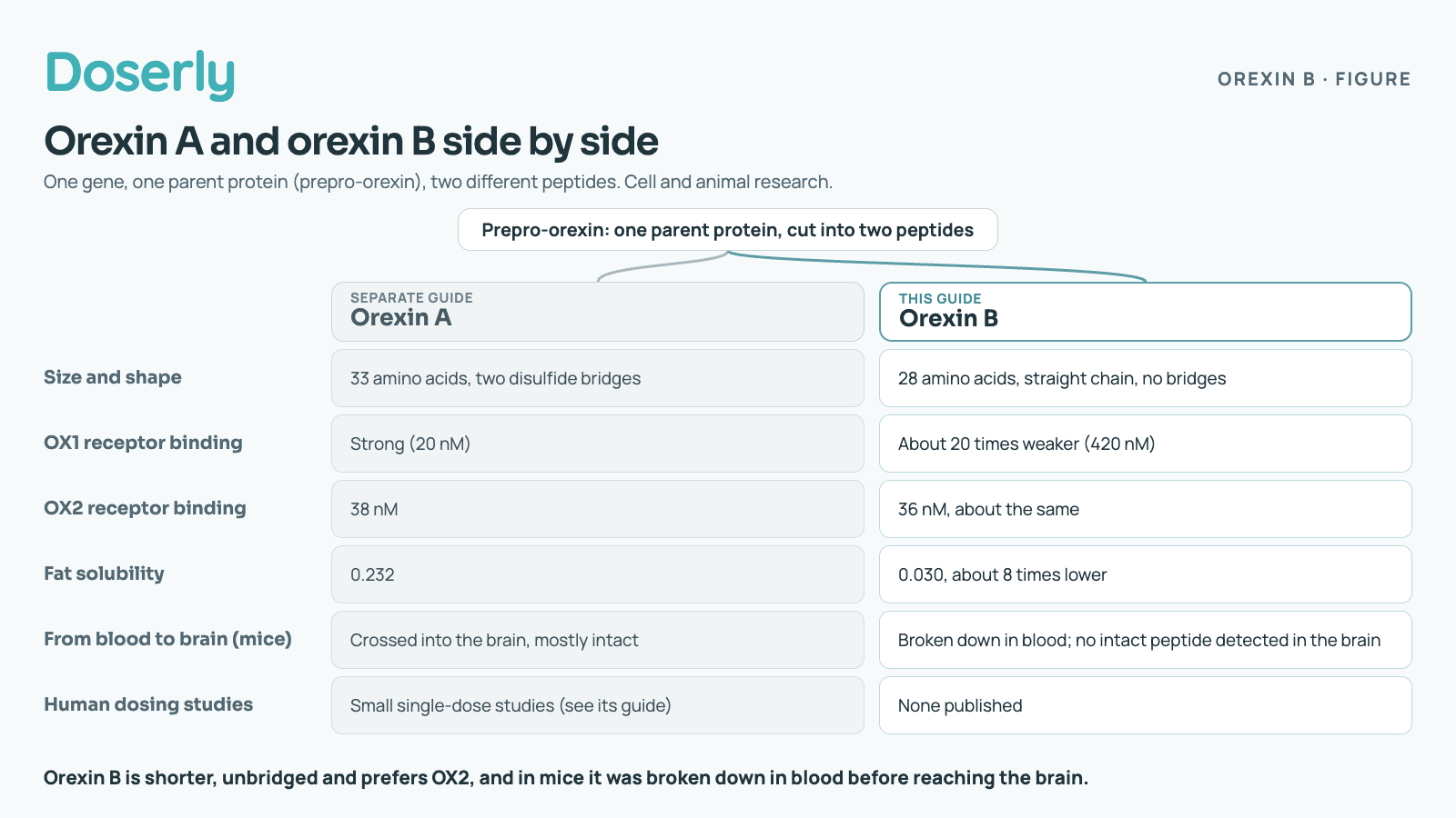 Orexin A and orexin B are both cut from one parent protein, prepro-orexin. Size and shape: orexin A has 33 amino acids and two disulfide bridges; orexin B has 28 amino acids in a straight chain with no bridges. OX1 receptor binding: orexin A 20 nM, orexin B 420 nM, about 20 times weaker. OX2 receptor binding: 38 nM against 36 nM, about the same. Fat solubility: 0.232 for orexin A against 0.030 for orexin B, about 8 times lower. From blood to brain in mice: orexin A crossed into the brain, mostly intact; orexin B was broken down in blood and no intact peptide was detected in the brain. Human dosing studies: small single-dose studies for orexin A, covered in its own guide; none for orexin B.